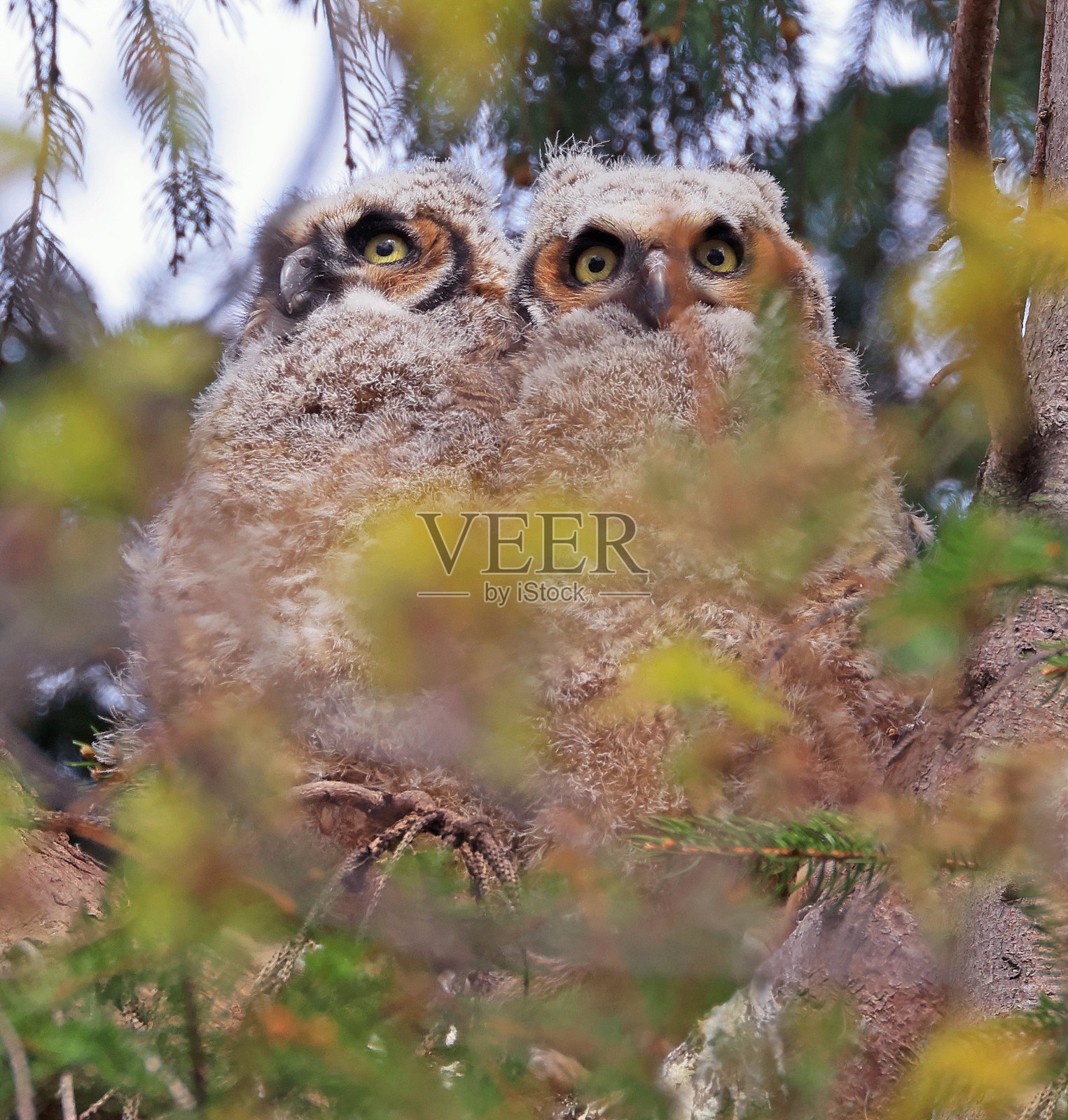 大角猫头鹰宝宝栖息在森林中的冷杉树枝上照片摄影图片