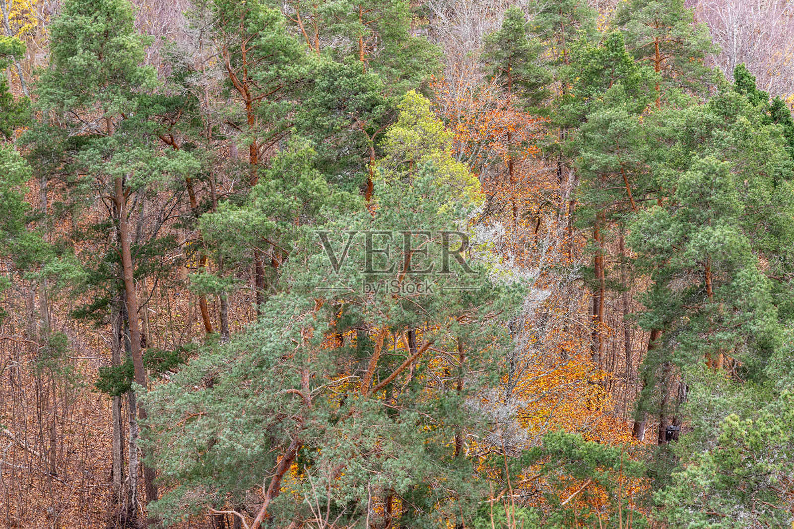 挪威南部的混合阔叶林和常绿林。照片摄影图片