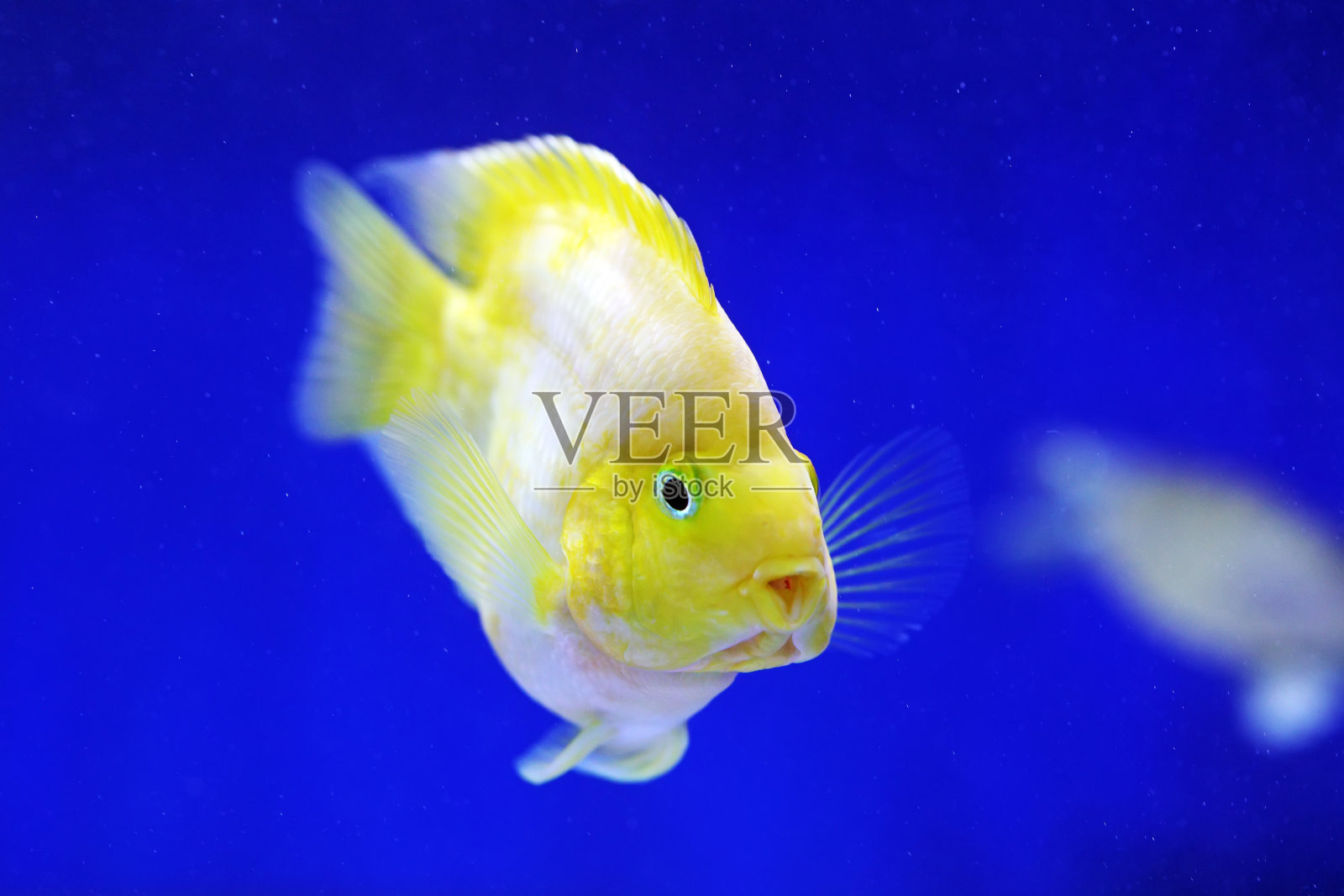 热带金色鹦鹉鱼在蓝色背景中照片摄影图片