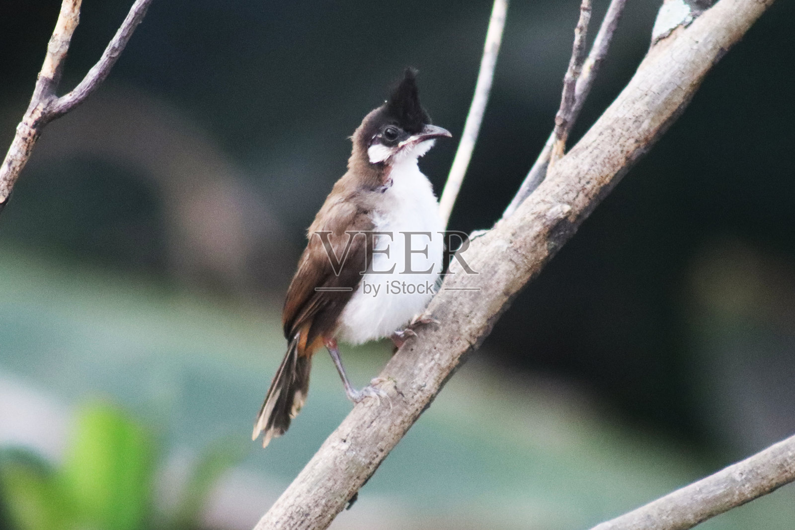 鸟类与动物 - 423照片摄影图片