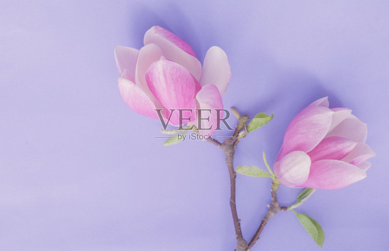 在彩色纸背景上的木兰花照片摄影图片