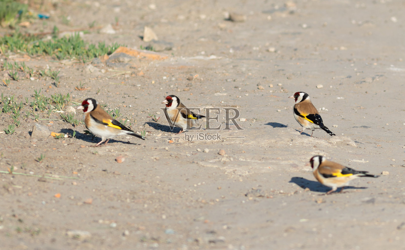 欧洲金翅雀，学名：Carduelis carduelis。一群鸟在地面上觅食。照片摄影图片