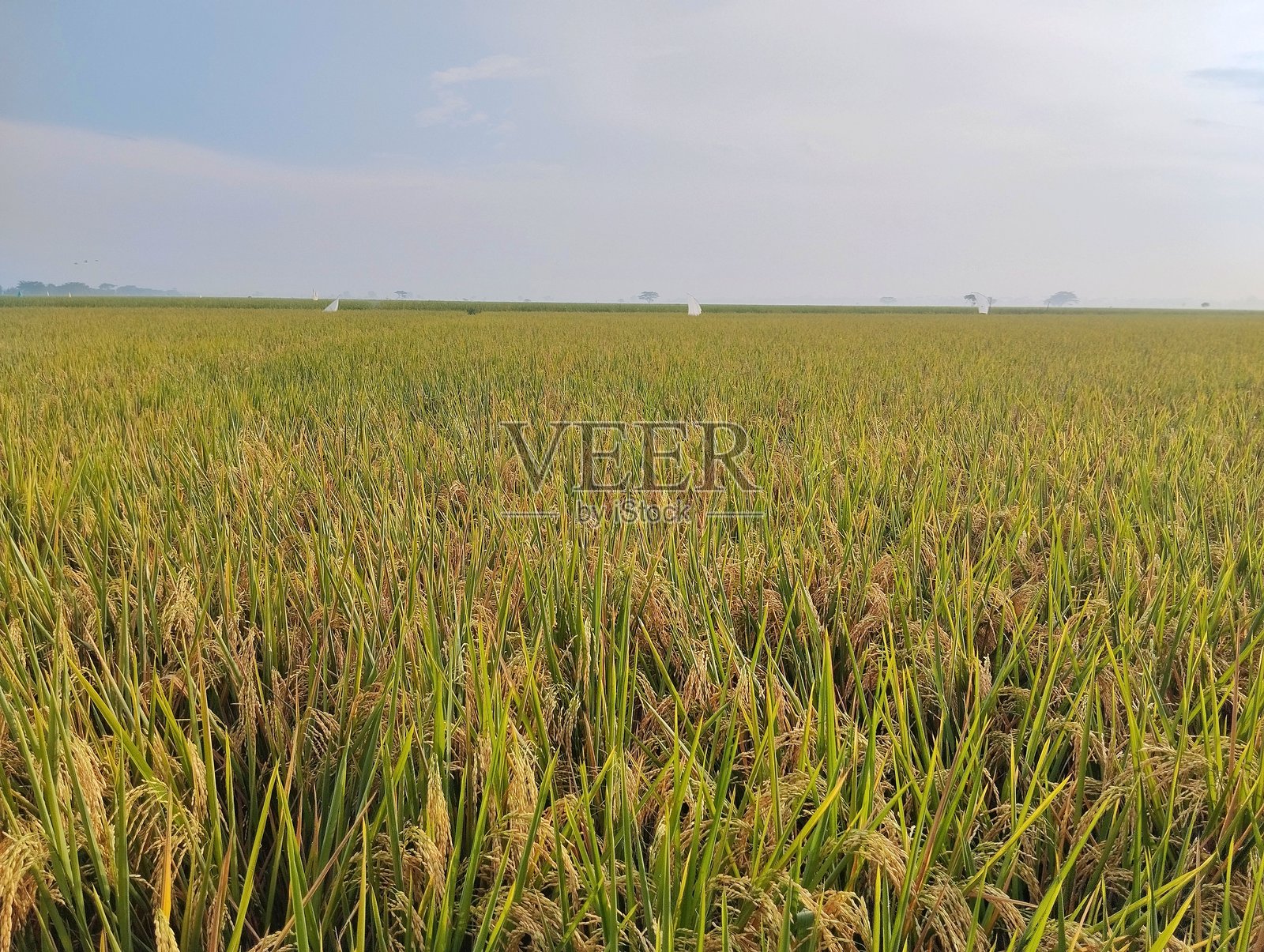 丰收的稻谷在郁郁葱葱的稻田中照片摄影图片