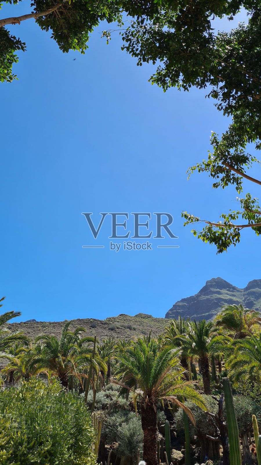 仙人掌在加那利群岛干旱的火山景观中茁壮成长，适应了炎热干燥的气候，沐浴在明亮的蓝天之下。照片摄影图片