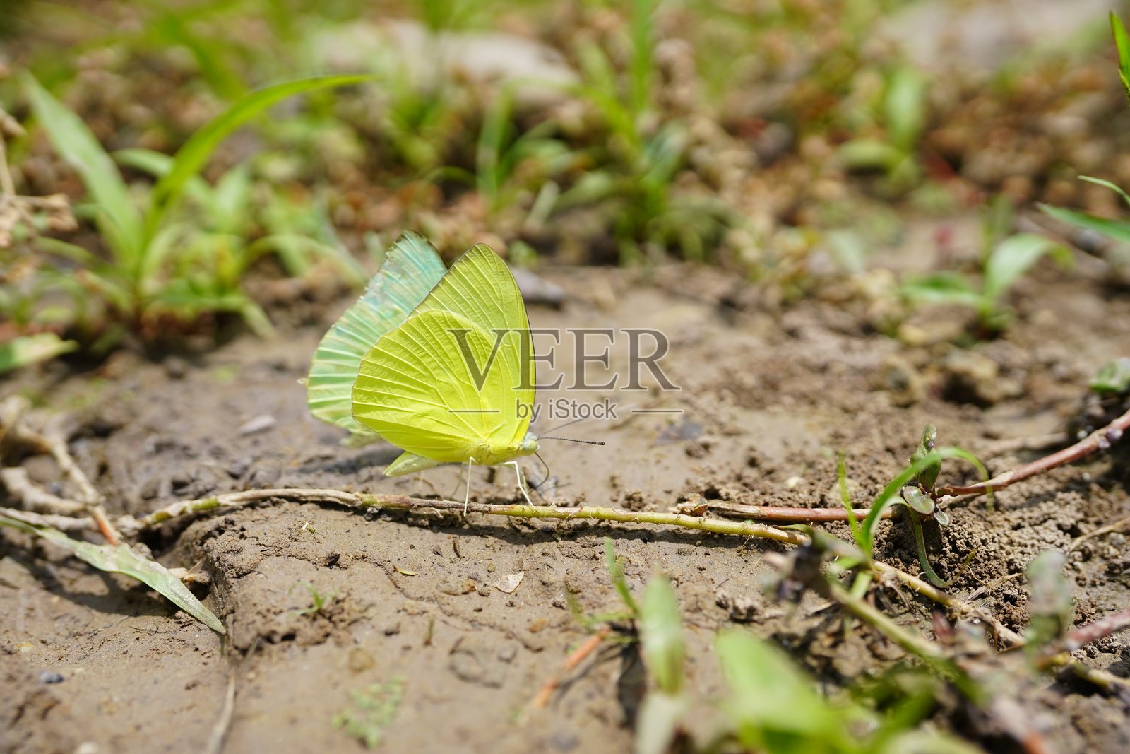 在自然森林中发现的蝴蝶。照片摄影图片