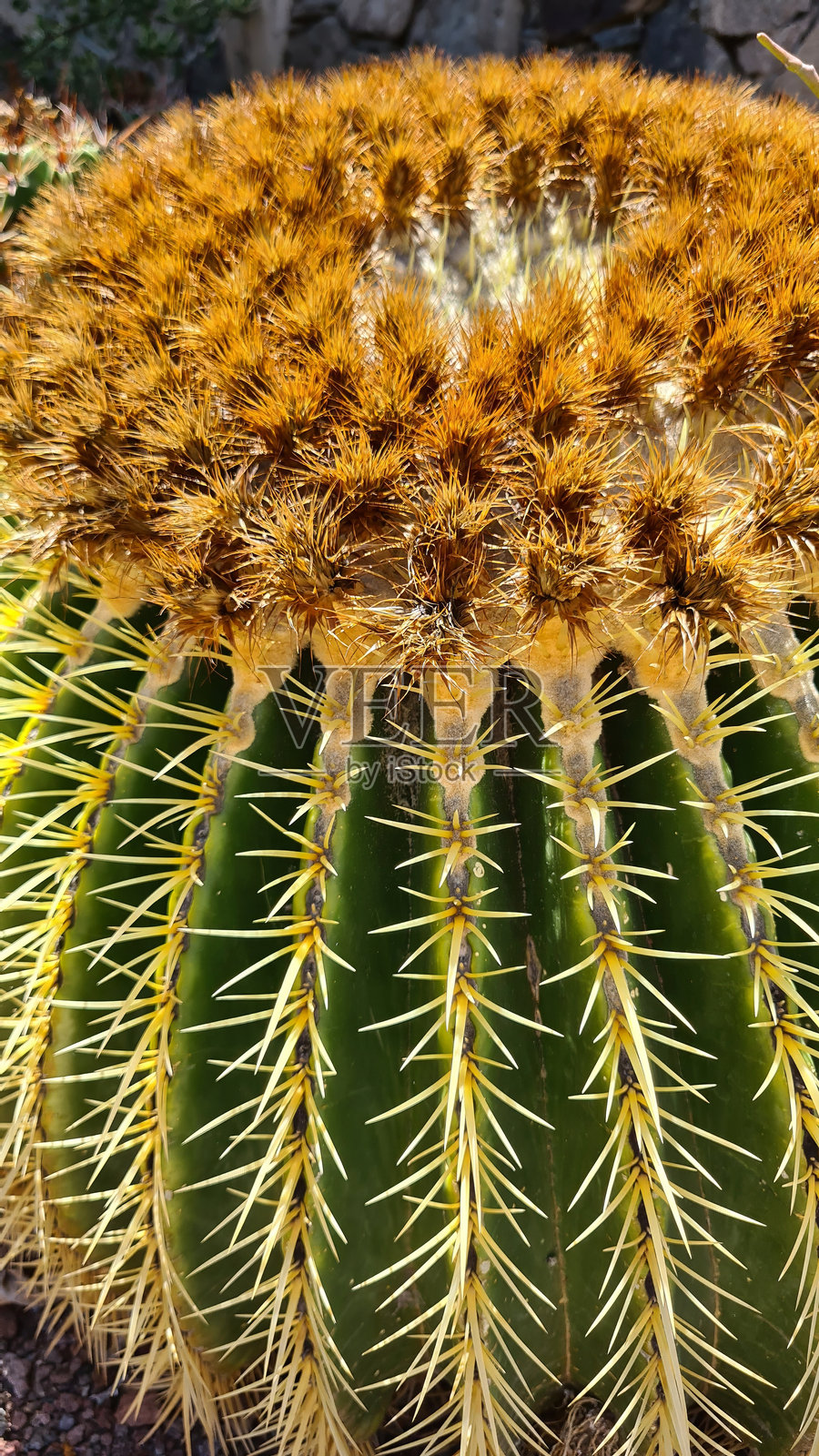 仙人掌在加那利群岛干旱的火山景观中茁壮成长，适应了炎热干燥的气候，沐浴在明亮的蓝天之下。照片摄影图片