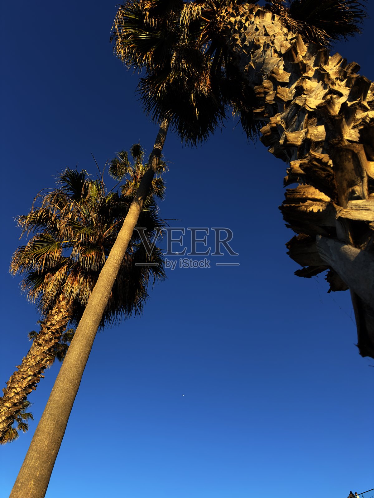 拉荷亚的棕榈树向上伸展照片摄影图片