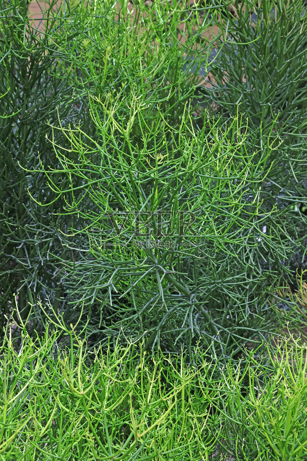 植物园中的大戟植物照片摄影图片