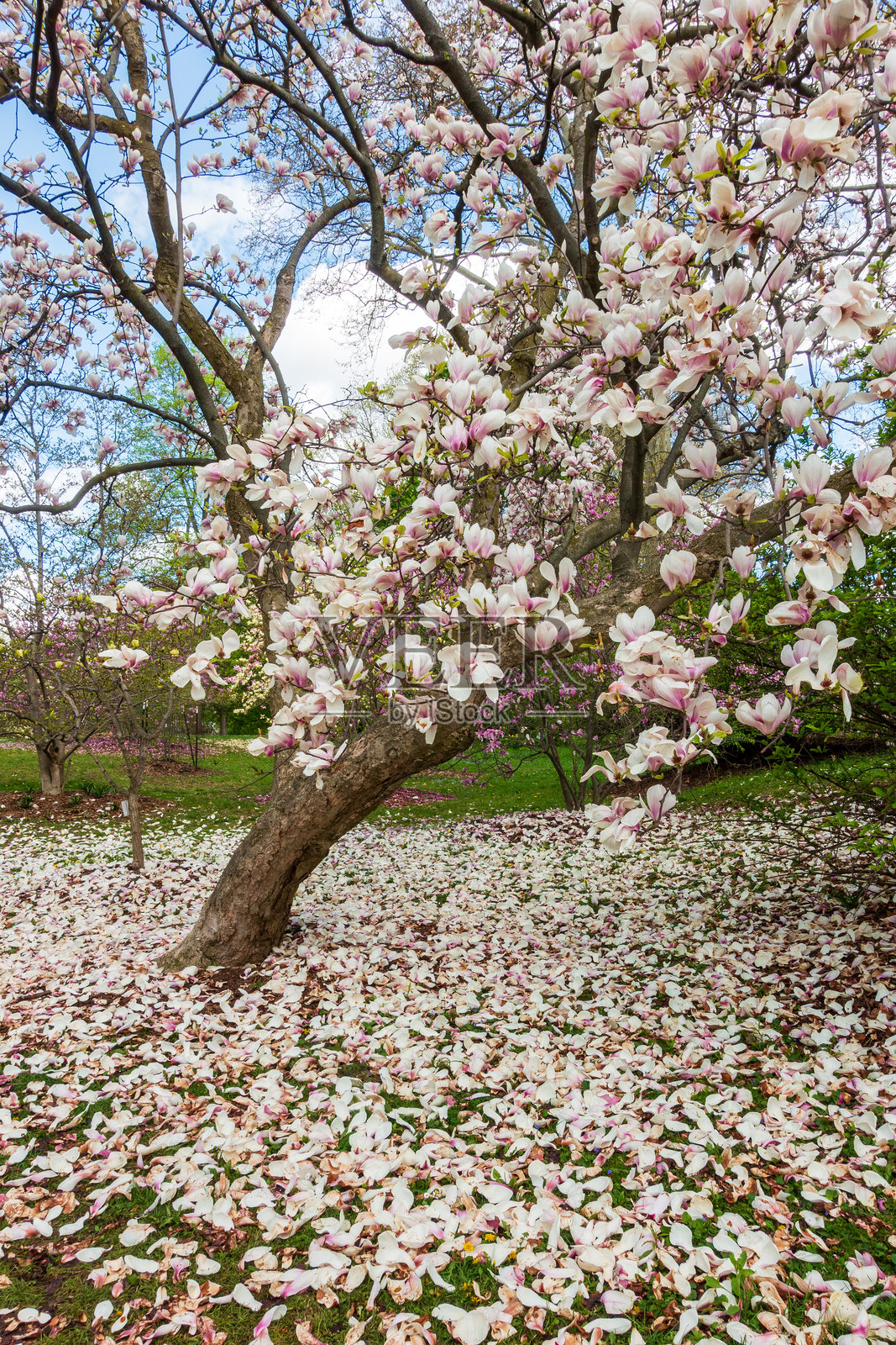 玉兰花照片摄影图片