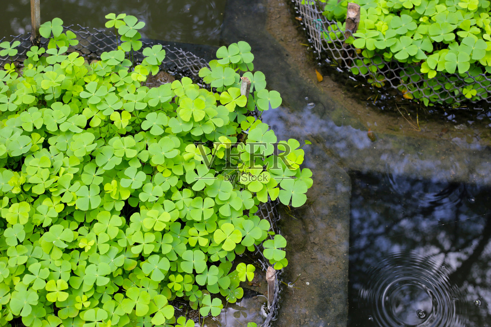 水塘中的马蹄莲水生植物。美丽的绿色叶子照片摄影图片