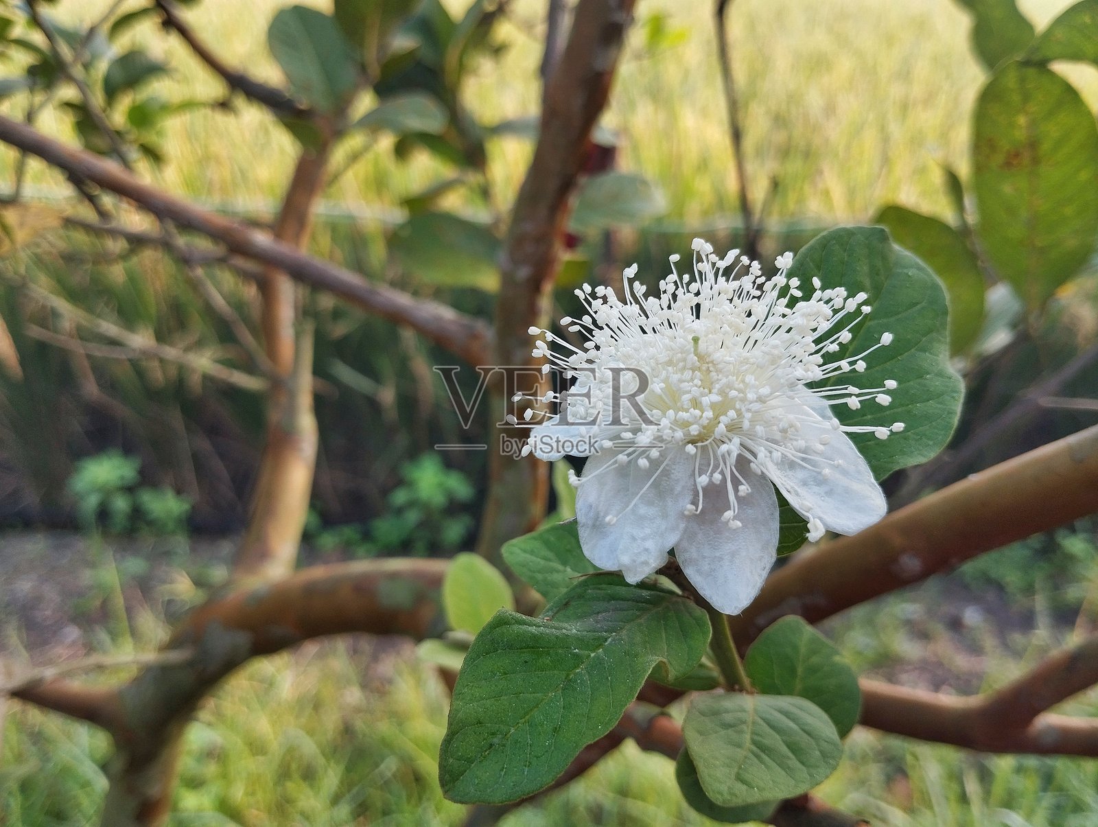 番石榴花仍在户外花园的树上盛开照片摄影图片