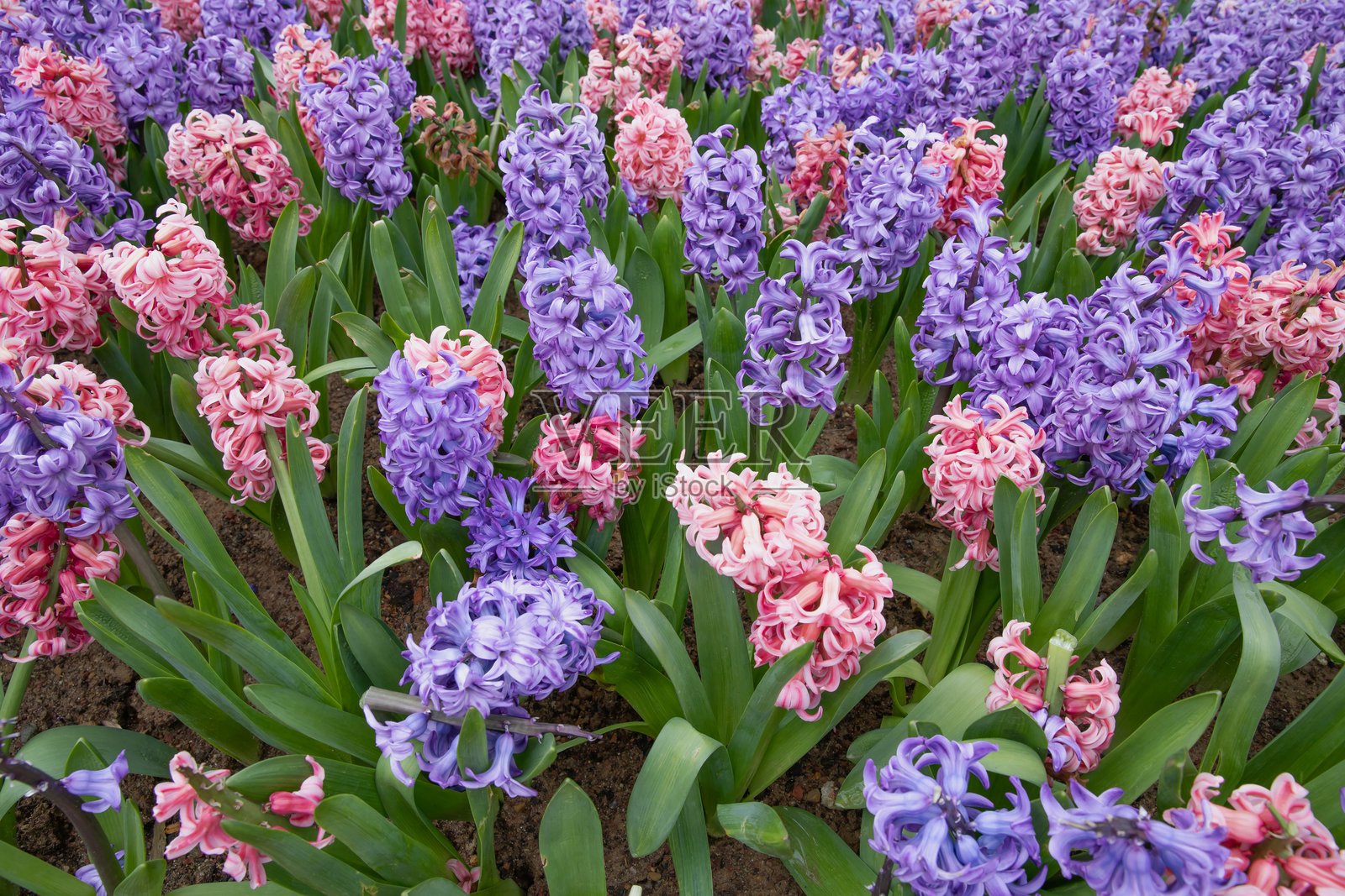 春天花园中五彩缤纷的风信子盛开照片摄影图片