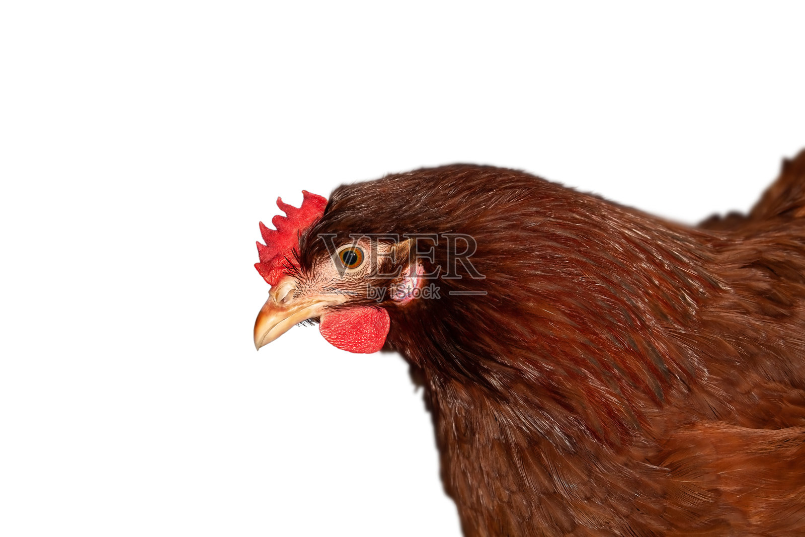 白色背景上的鸡鸟。库存照片。照片摄影图片