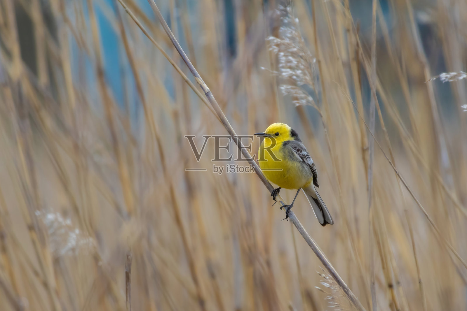 成年雄性黄鹂在完全成年的颜色下静坐照片摄影图片
