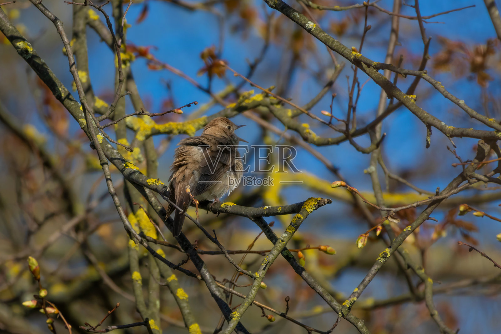 一只鸟坐在树枝上唱歌照片摄影图片