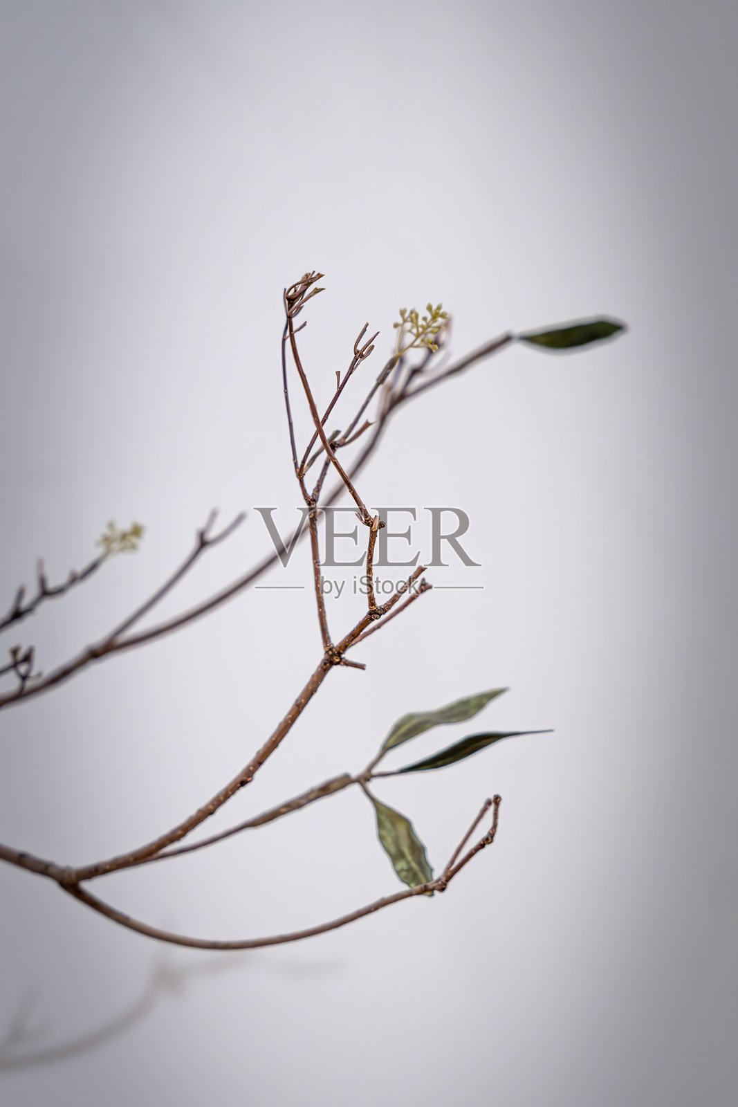 艺术风格的多肉植物盆栽特写照片摄影图片