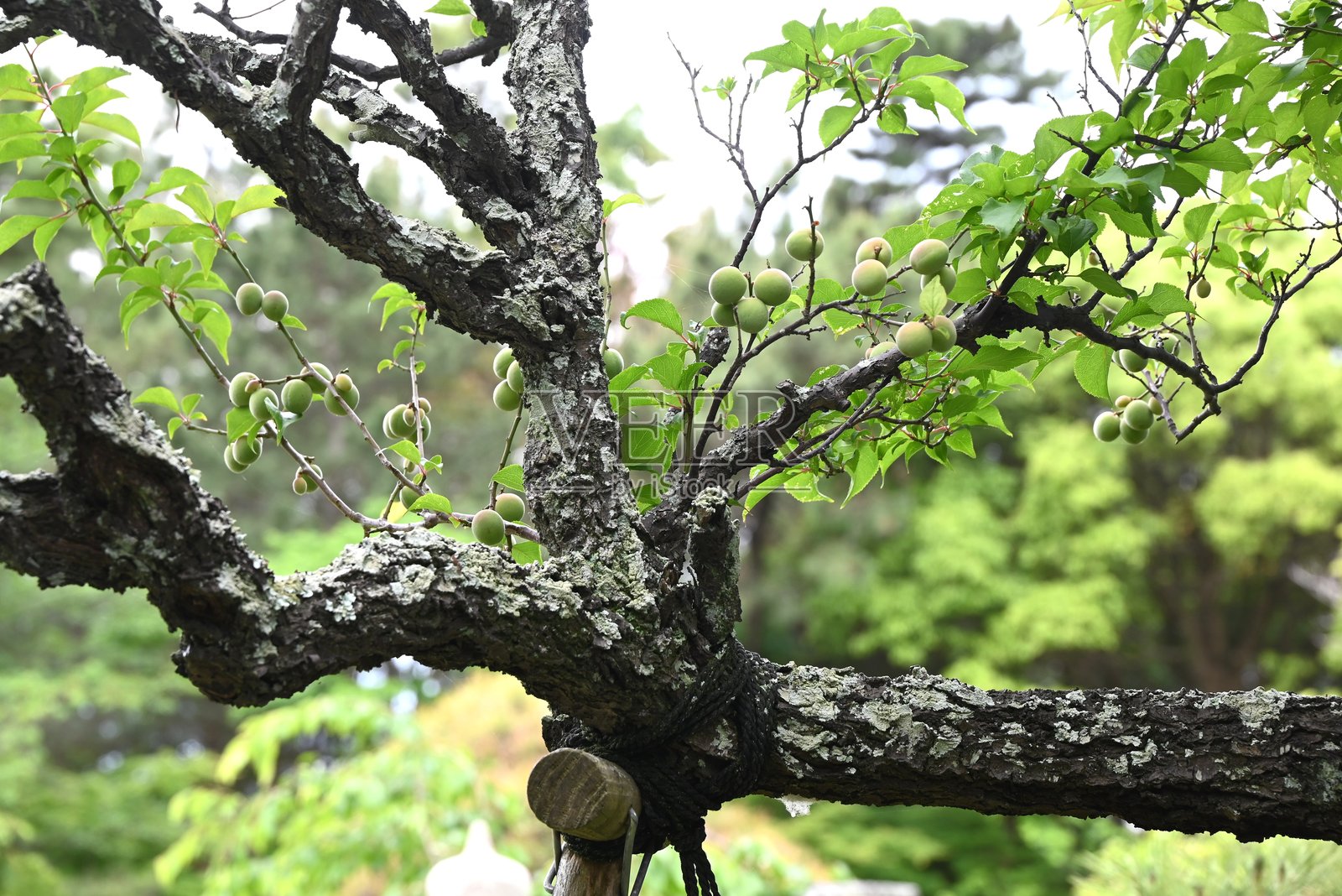 日本梅果实。照片摄影图片