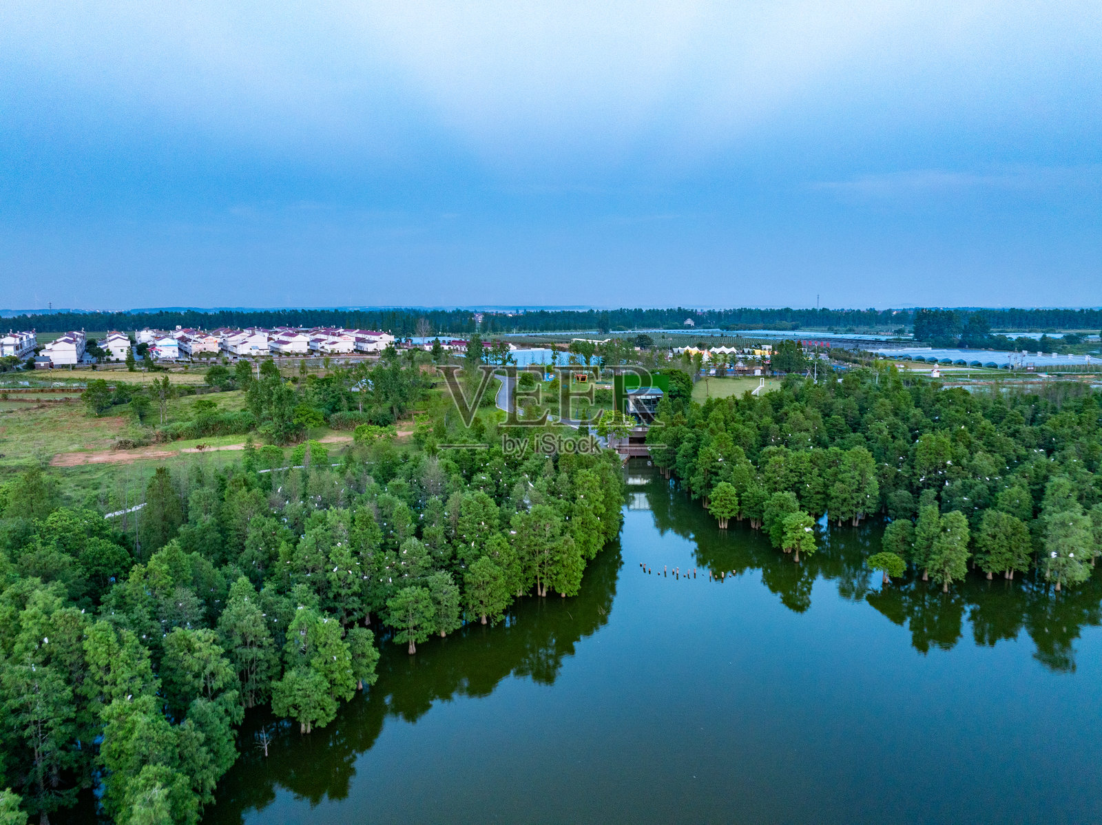 日落时分的树林中的白鹭照片摄影图片