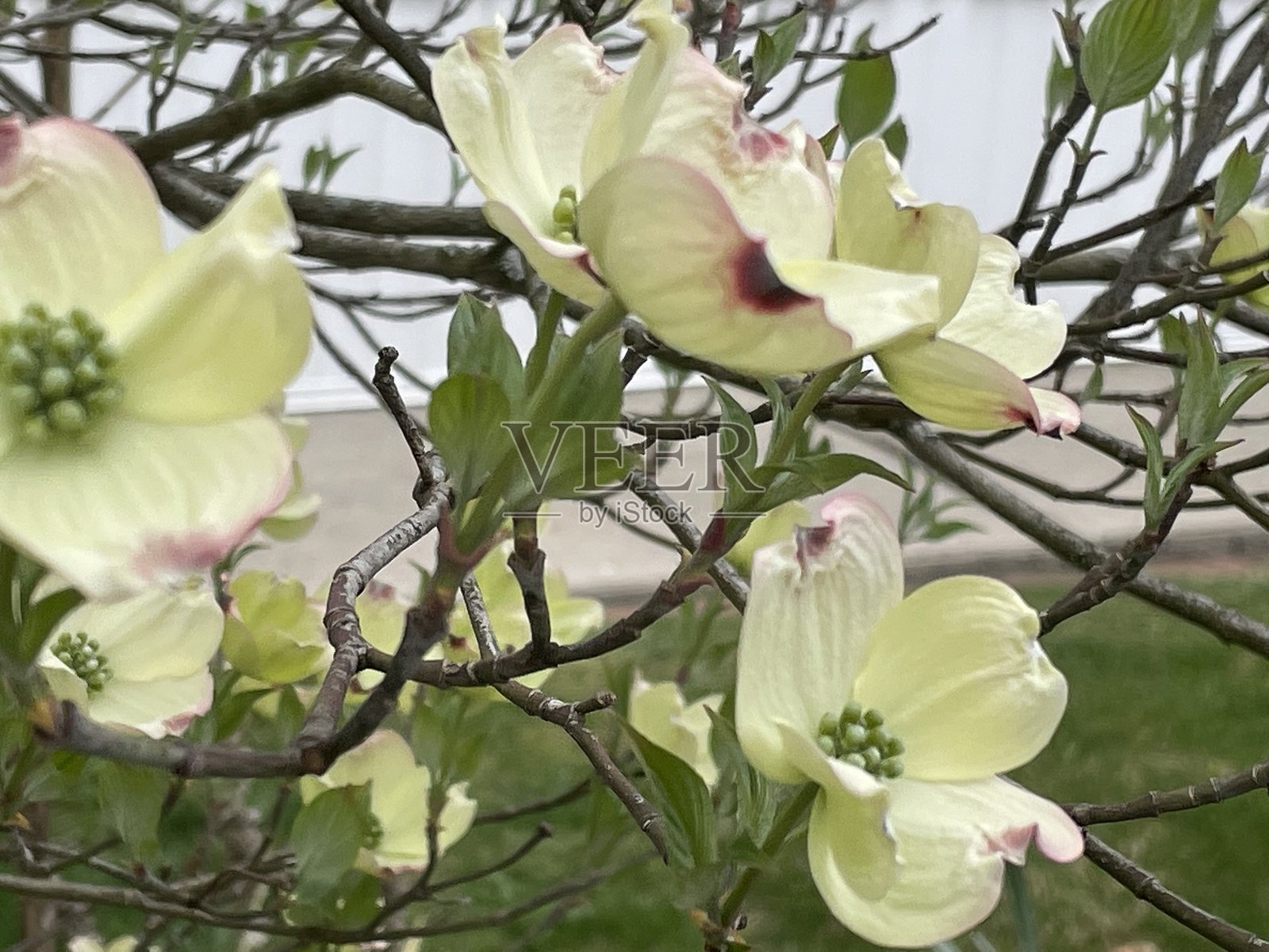 开花的山茱萸照片摄影图片