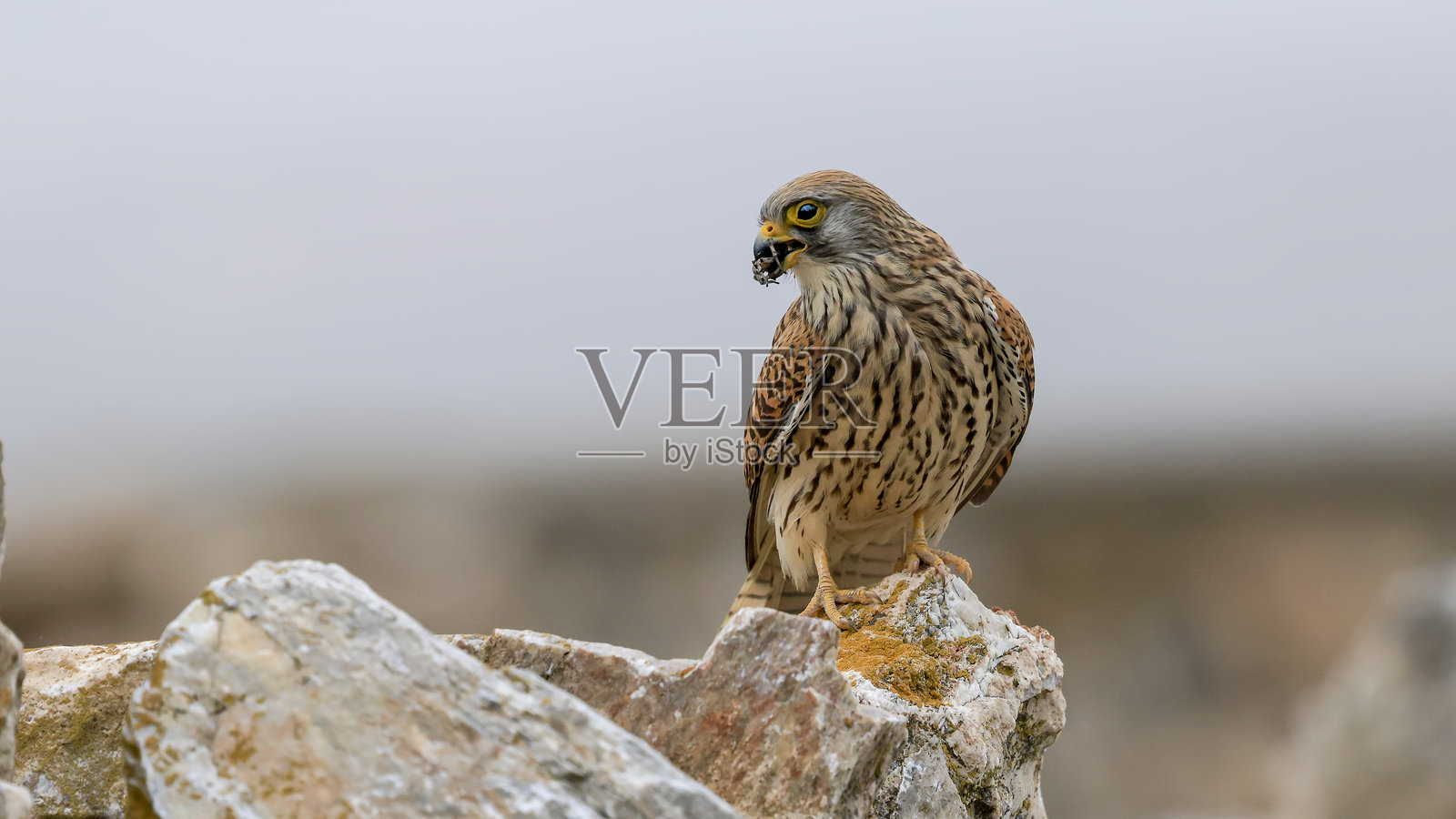 普通雀鹰栖息在岩石上吃蜘蛛照片摄影图片
