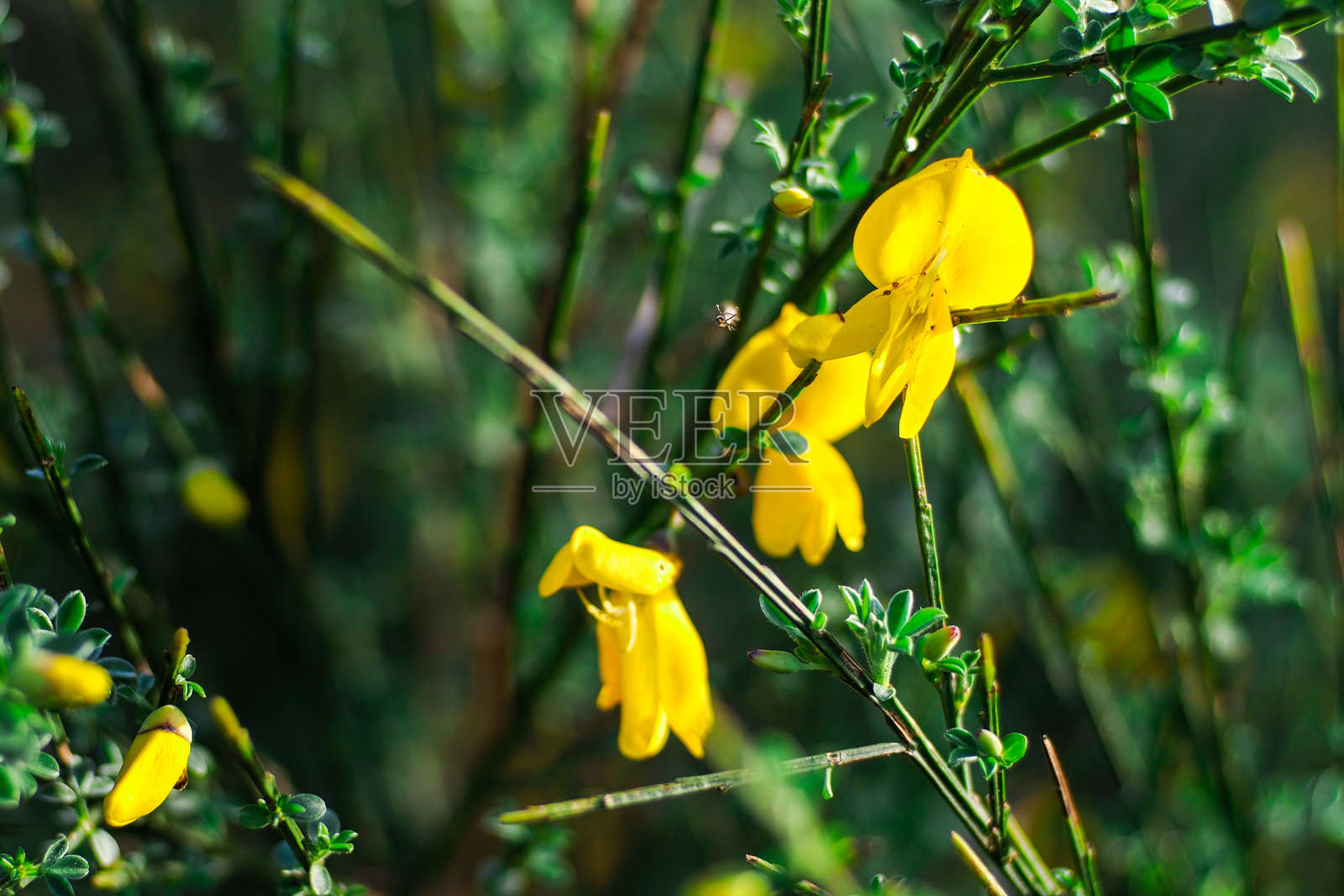 野生植物和花卉照片摄影图片
