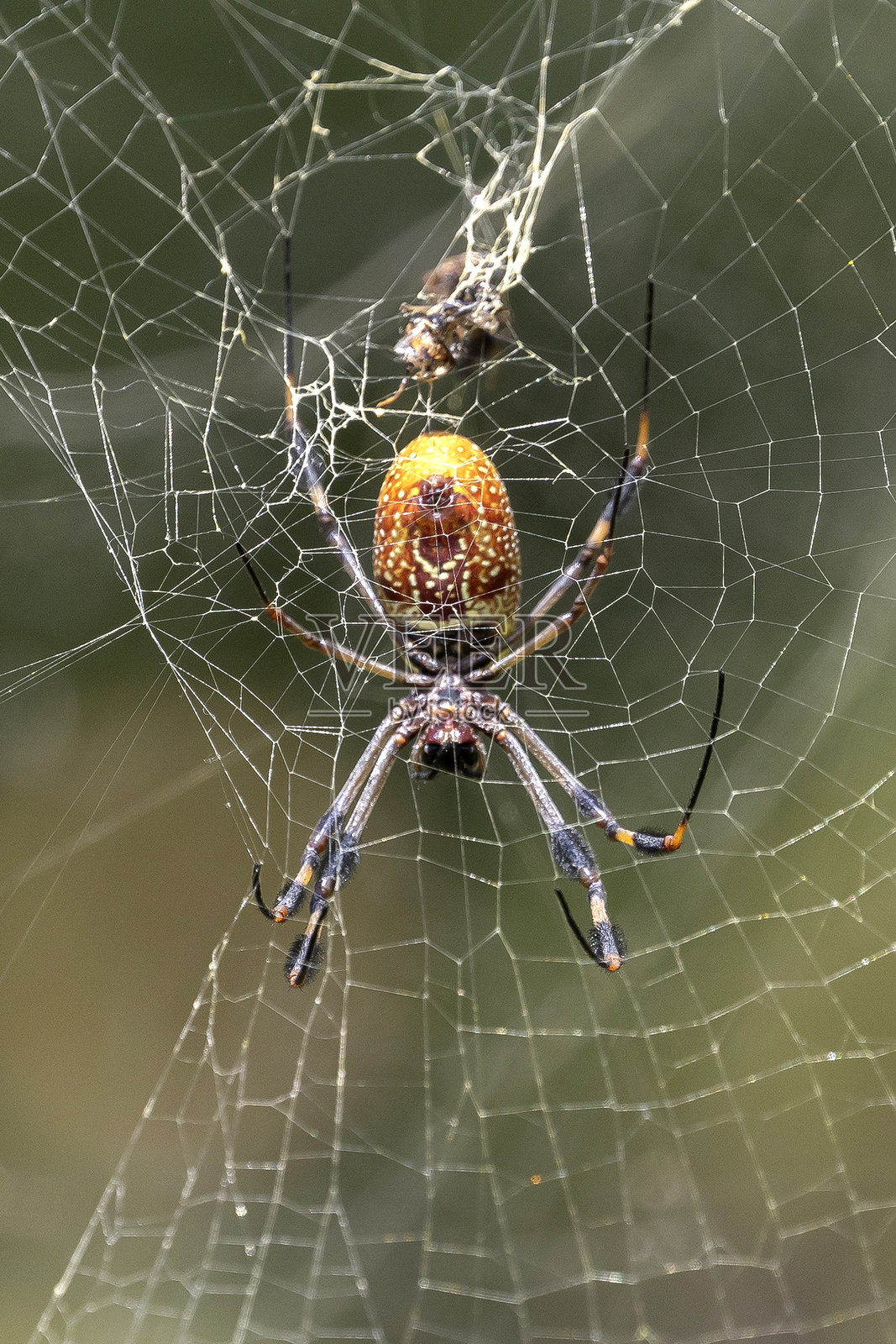 金丝蜘蛛照片摄影图片
