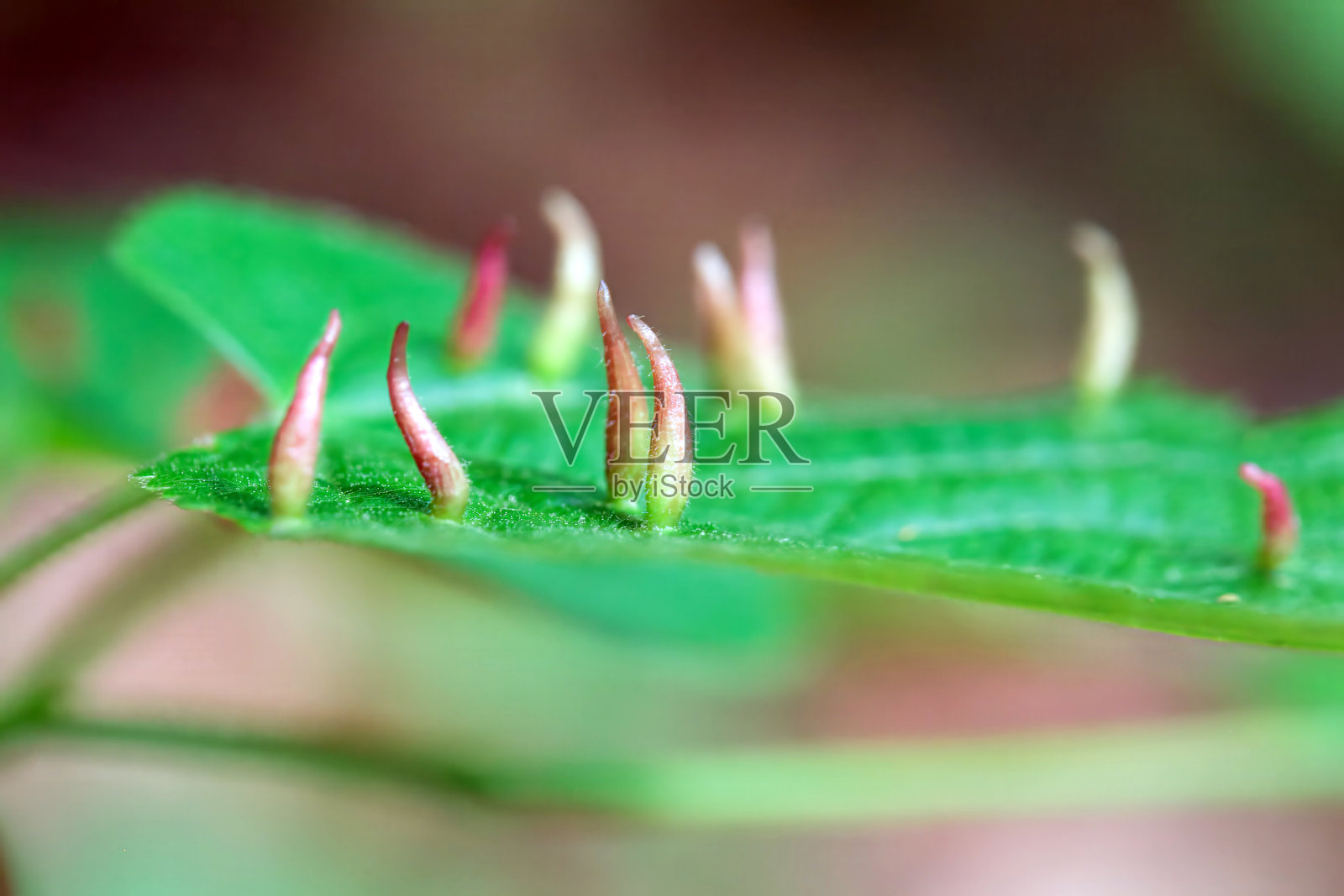 青柠指甲虫瘤的微距照片，榆树毛虫（Eriophyes tiliae）照片摄影图片