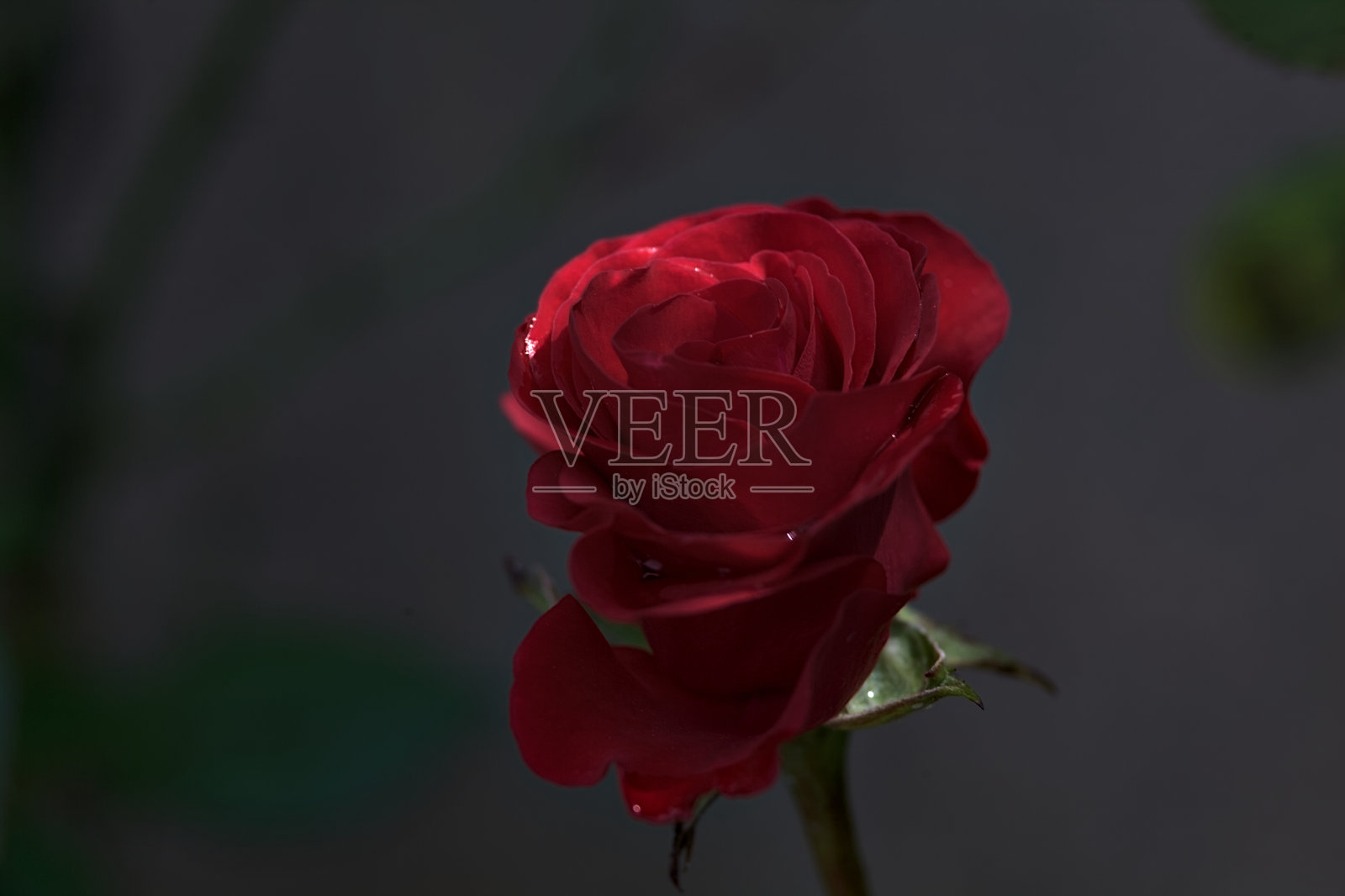 盛开的红玫瑰照片摄影图片