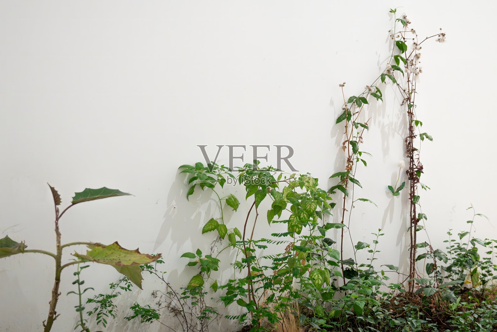 野生植物和藤蔓在户外白墙上生长照片摄影图片
