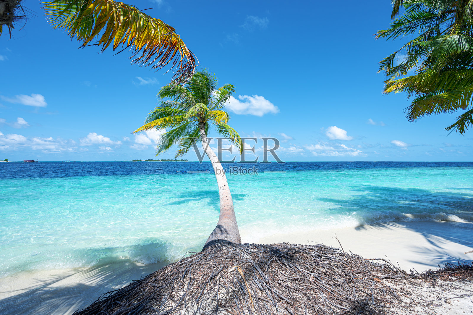 椰子树和美丽的碧蓝海洋在异国热带岛屿上照片摄影图片