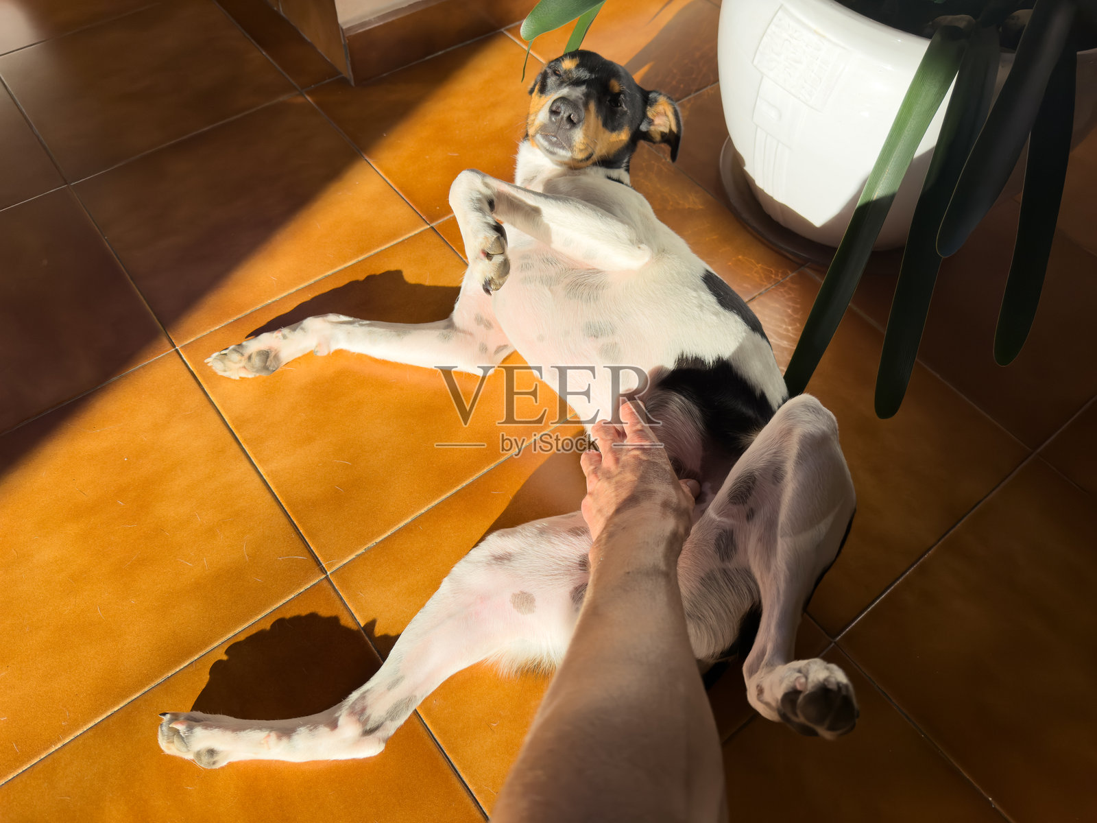 安达卢西亚博德盖罗犬在阳光下享受肚子被抚摸的视角照片摄影图片