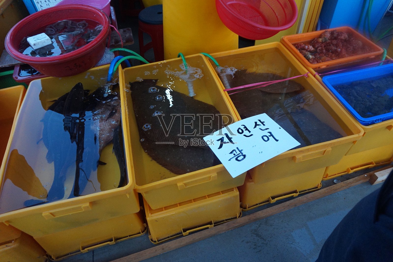 新鲜海鲜市场展示，黄色水箱中有活扁鱼，旁边有韩文标识指示自然鱼类选择，配有红色和蓝色篮子，里面装有其他海鲜。照片摄影图片