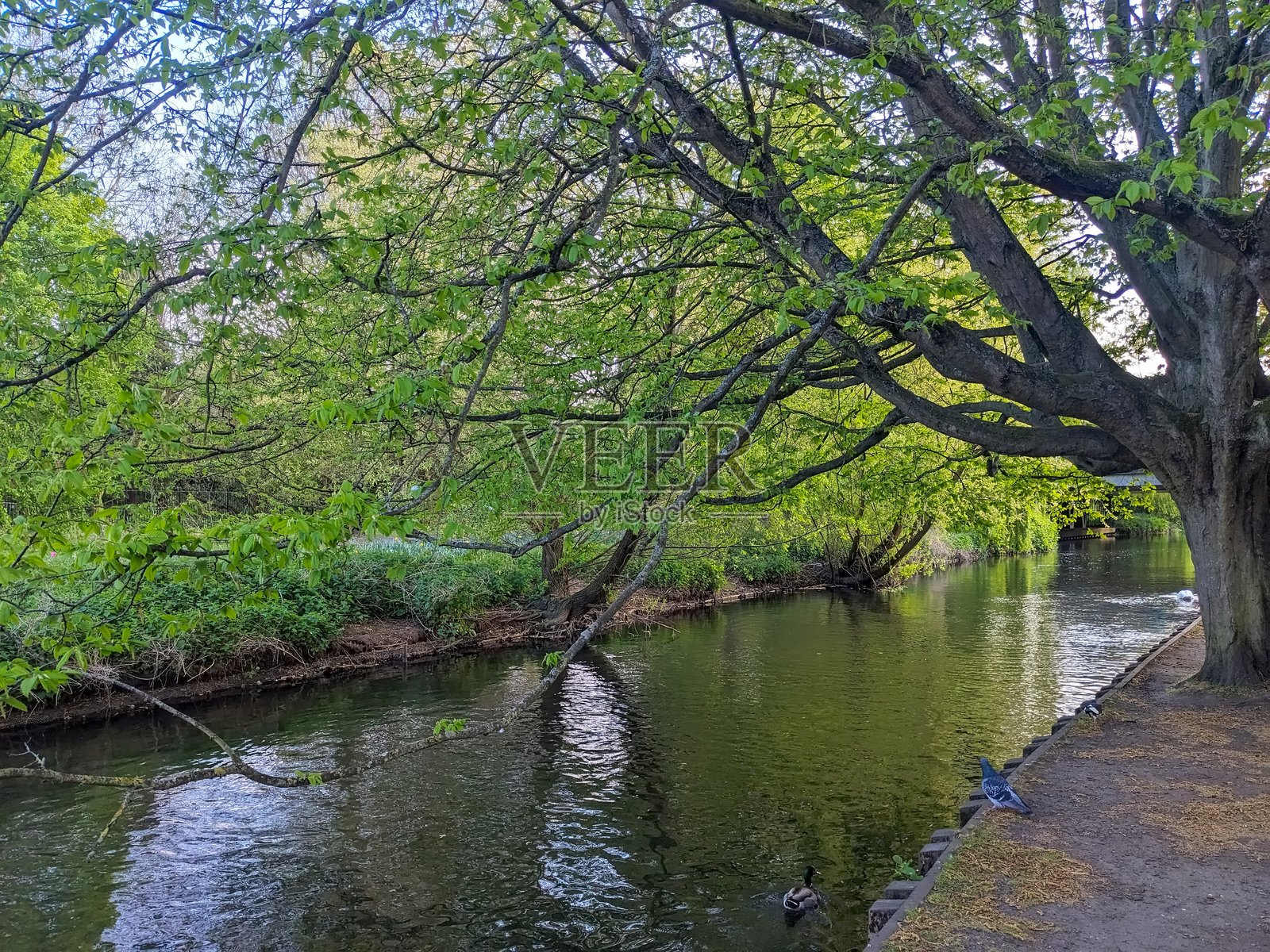 郁郁葱葱的绿树和新鲜的春叶环绕着流经坎特伯雷西门花园的宁静河流照片摄影图片