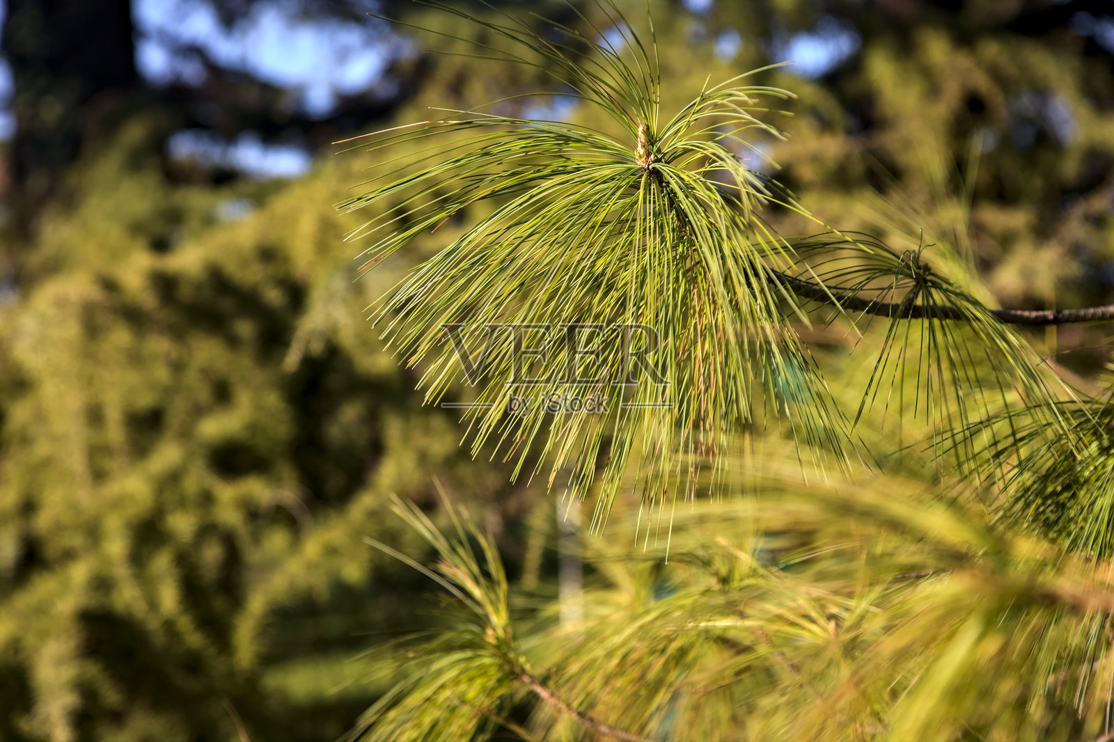 日落时分近距离观察的海松树枝照片摄影图片