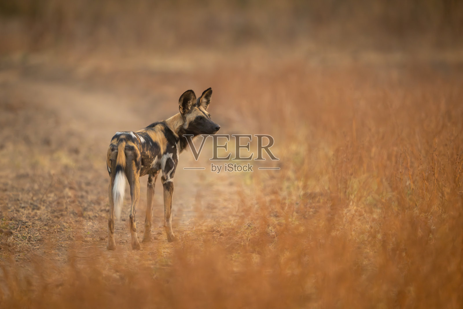 非洲野犬站在小路上凝视照片摄影图片