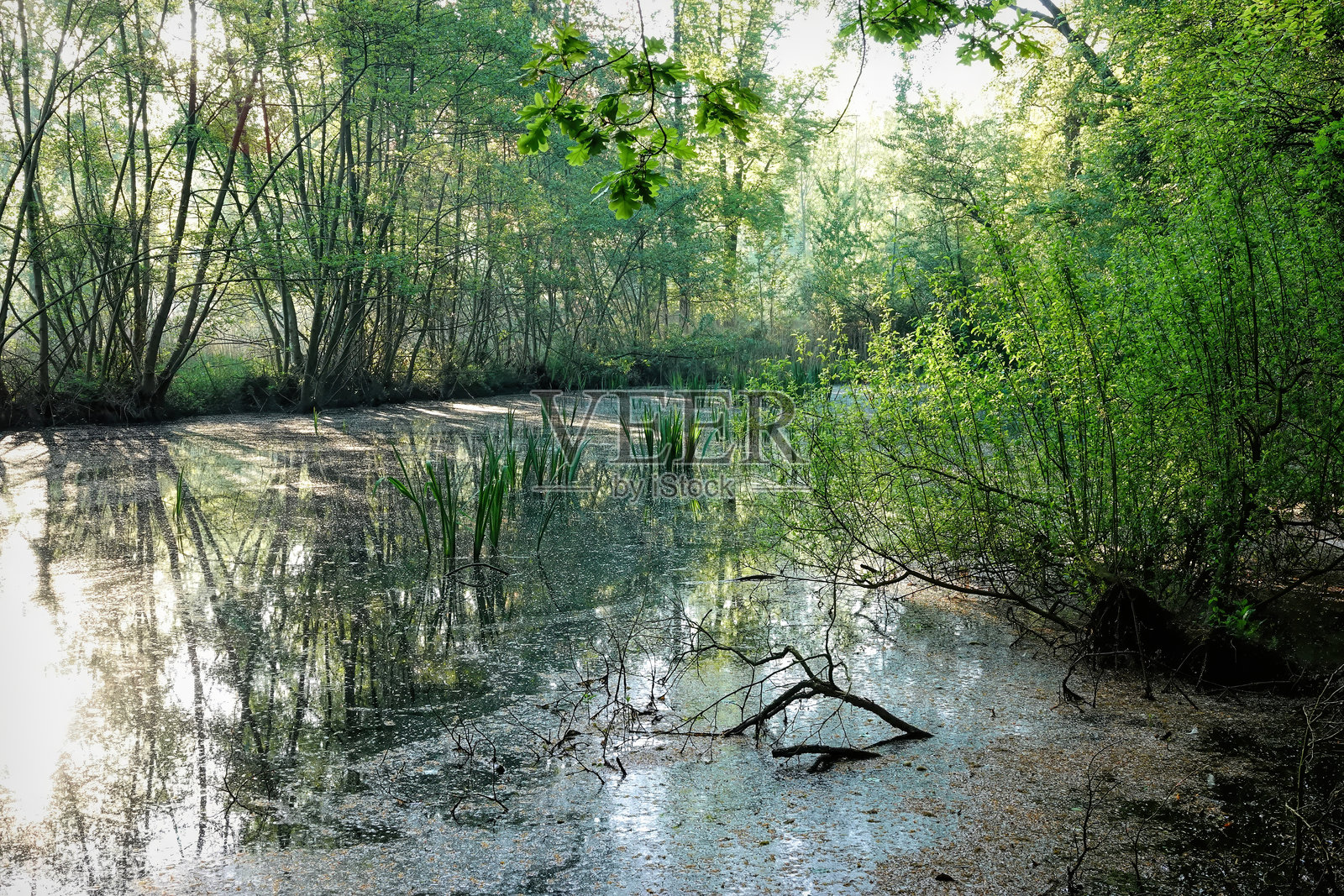 阳光透过树木洒在宁静的池塘上，映照出周围的树叶，营造出一个宁静的森林场景。照片摄影图片