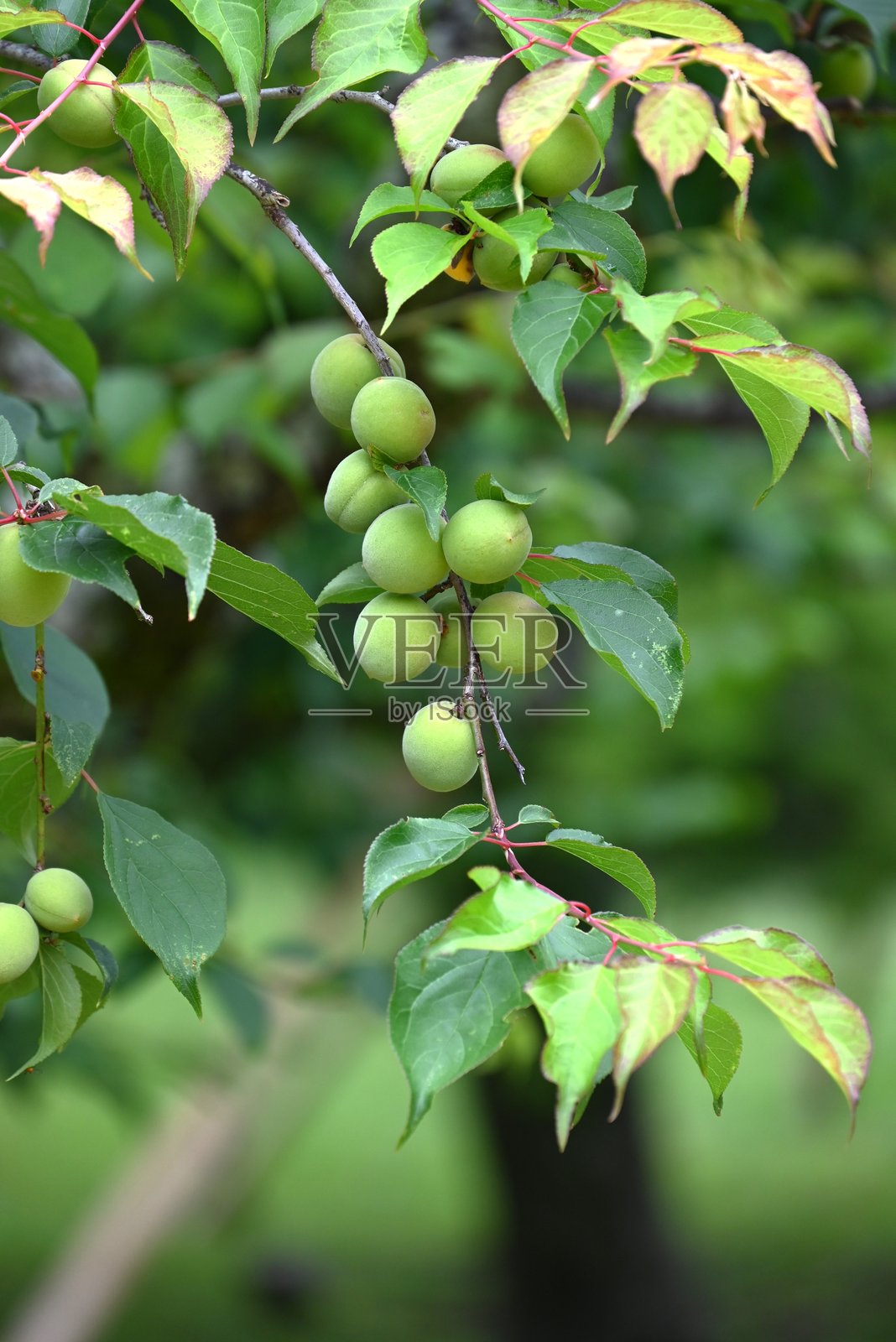 日本梅果实。照片摄影图片