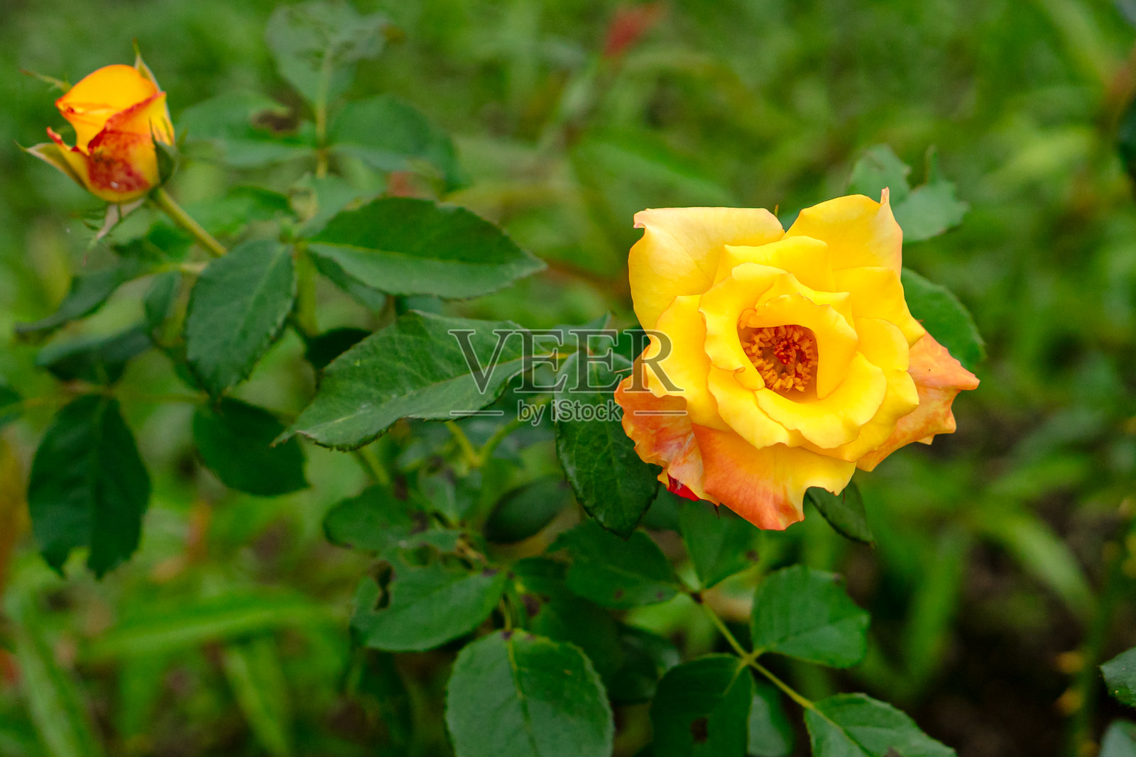 一朵美丽的黄色玫瑰，花瓣上带有橙色的细微色调，在花园环境中鲜艳绽放，周围环绕着郁郁葱葱的绿叶。在自然光下拍摄，柔和而生动。照片摄影图片