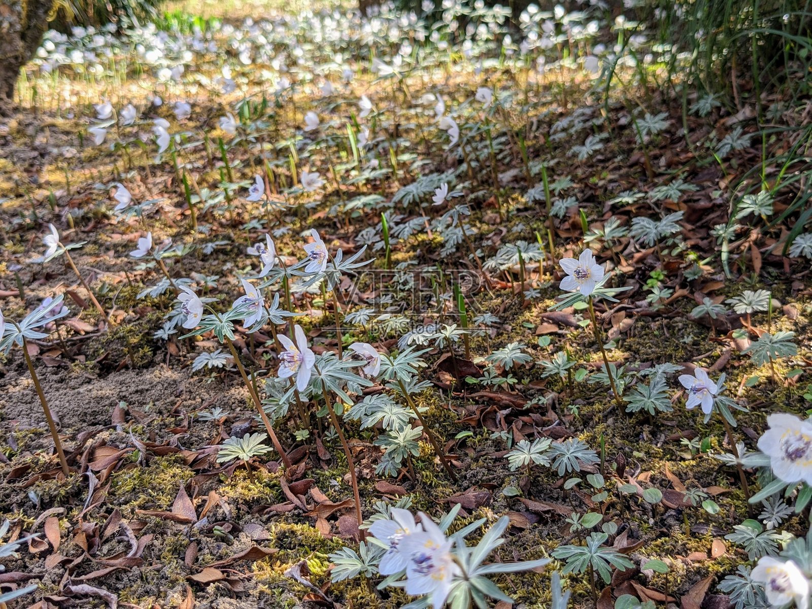 三月时，栃木县鹿沼市的羽状冬青盛开。照片摄影图片