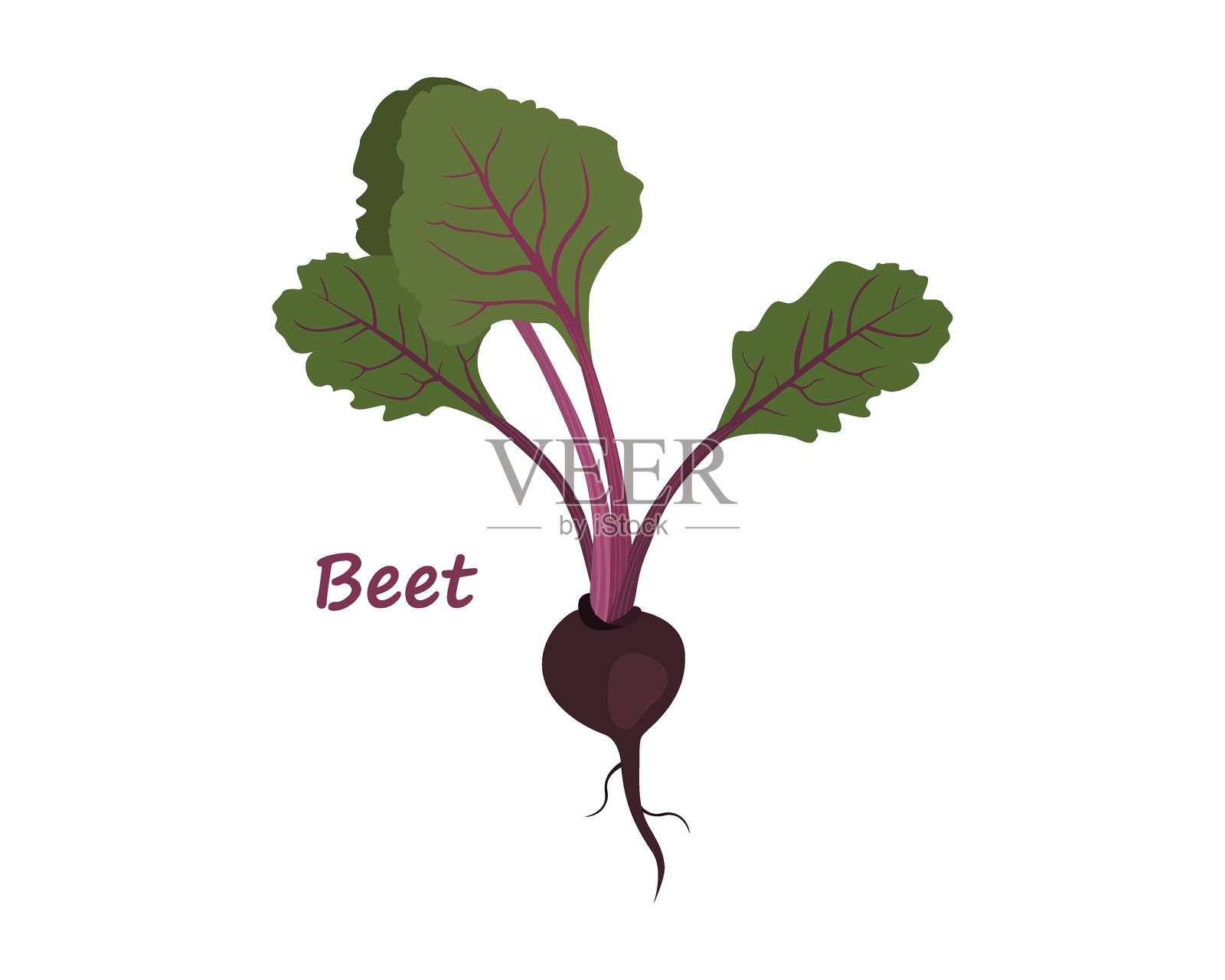 白色背景上孤立的红菜头与绿色叶子的扁平矢量插图。字母“红菜头”插画图片素材