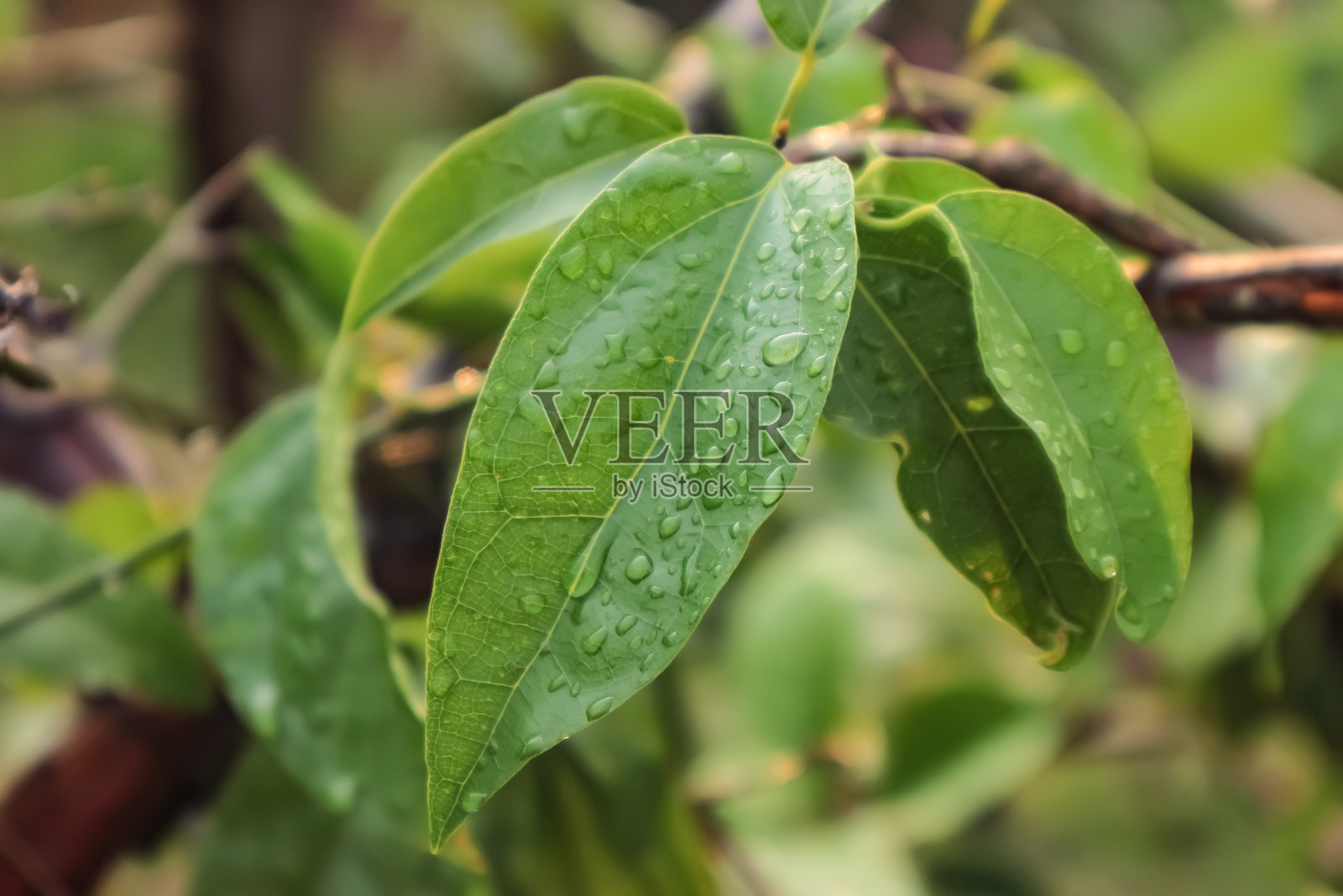 雨后，水珠在鳄梨叶上闪烁，简单的热带宁静时刻照片摄影图片