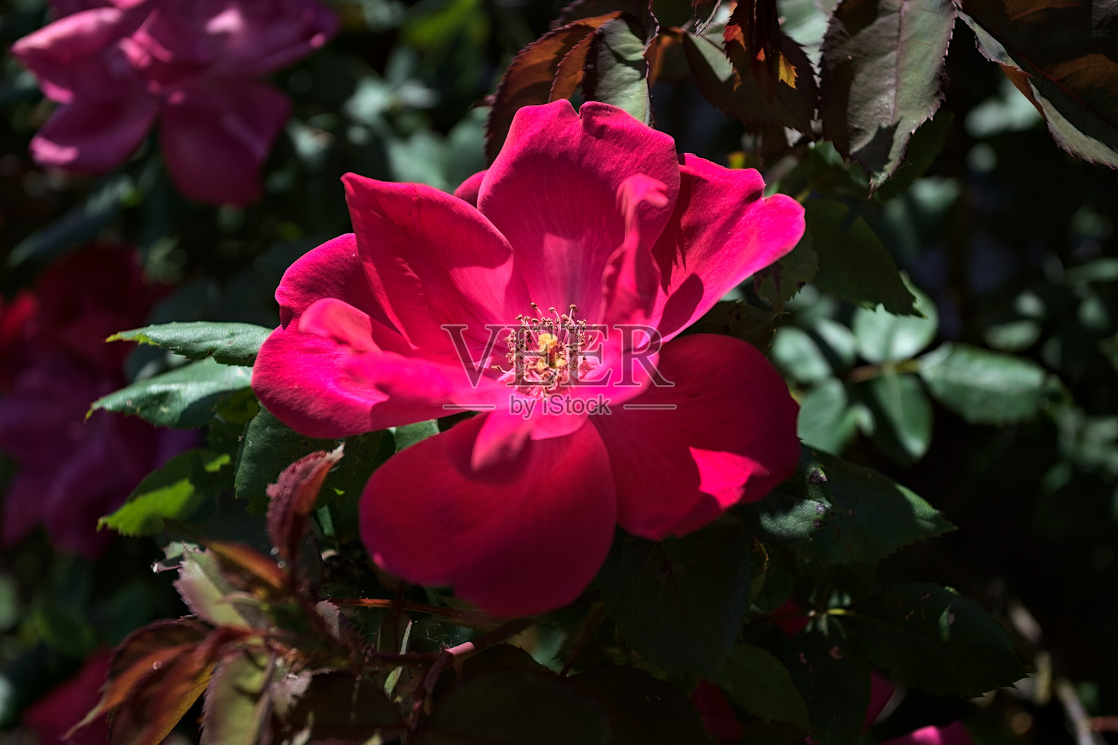 红色地被玫瑰照片摄影图片