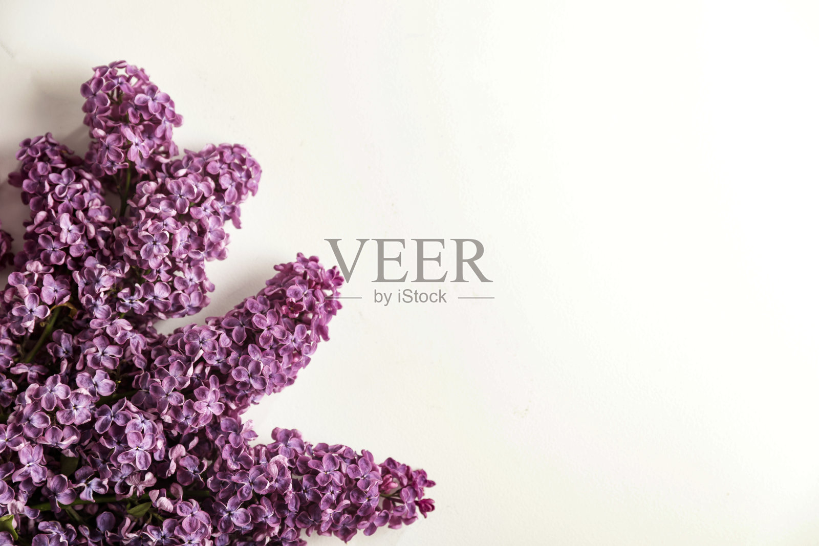 白色背景上的丁香花枝。母亲节贺卡场景。平铺构图，留有文本或产品放置的空白空间。照片摄影图片