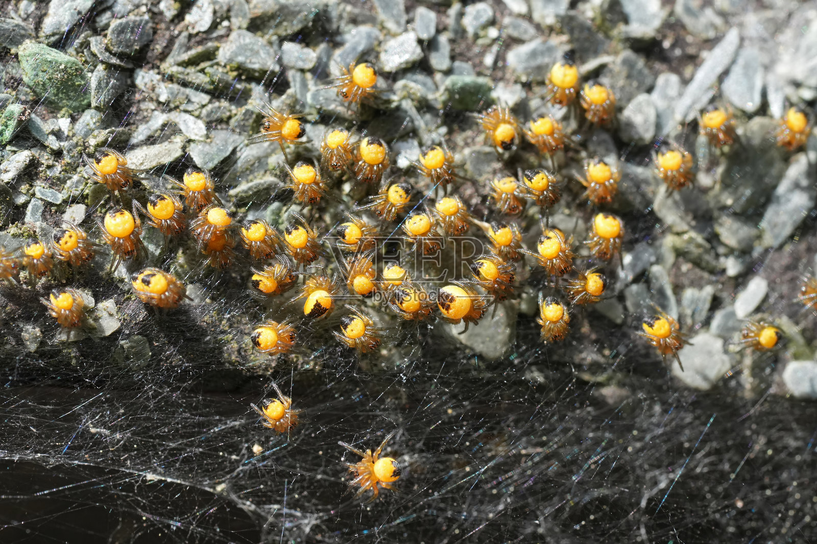 一群刚孵化的普通花园蜘蛛（Araneus diadematus）的特写镜头照片摄影图片