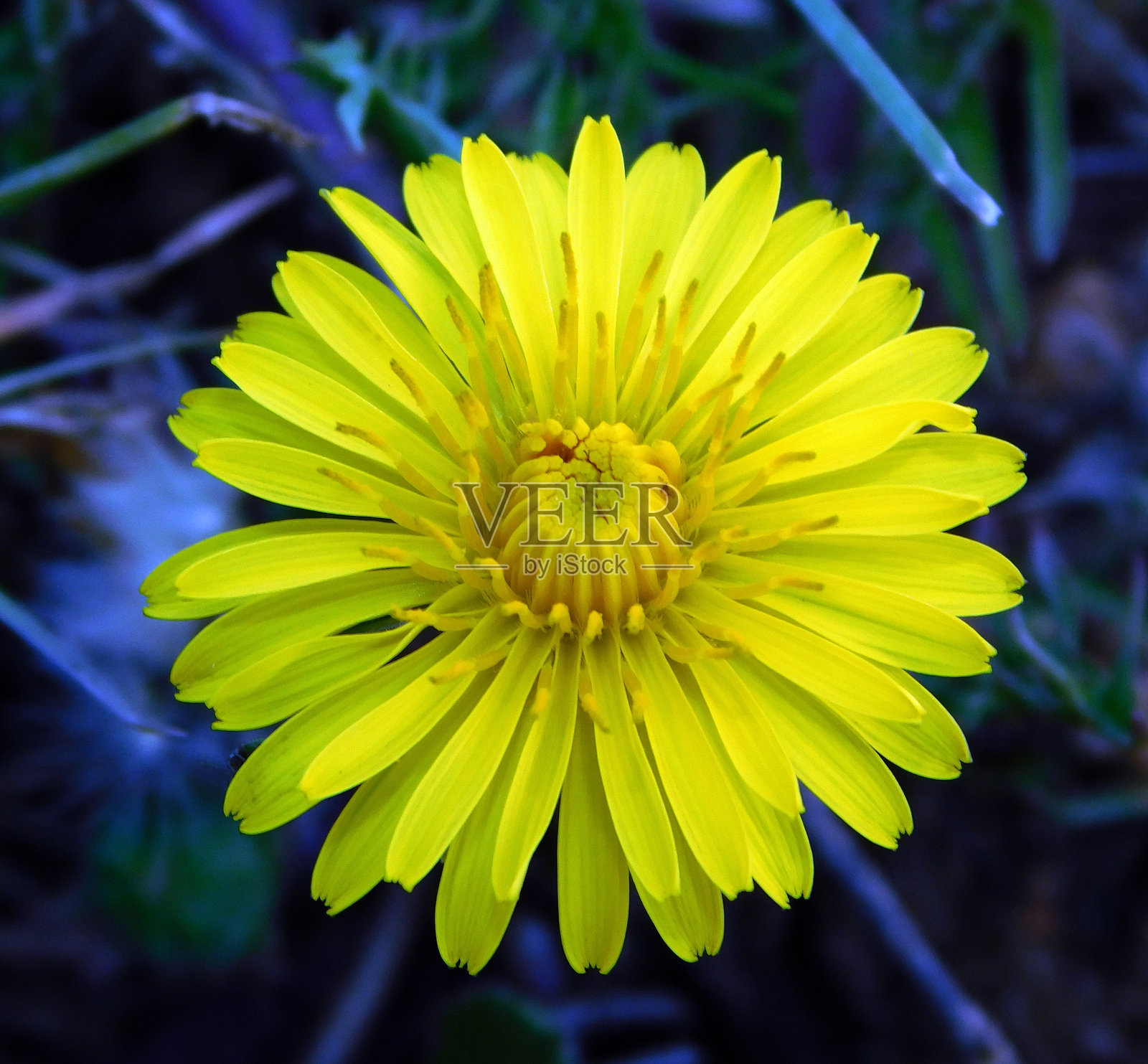 野生自然中的黄色蒲公英花照片摄影图片
