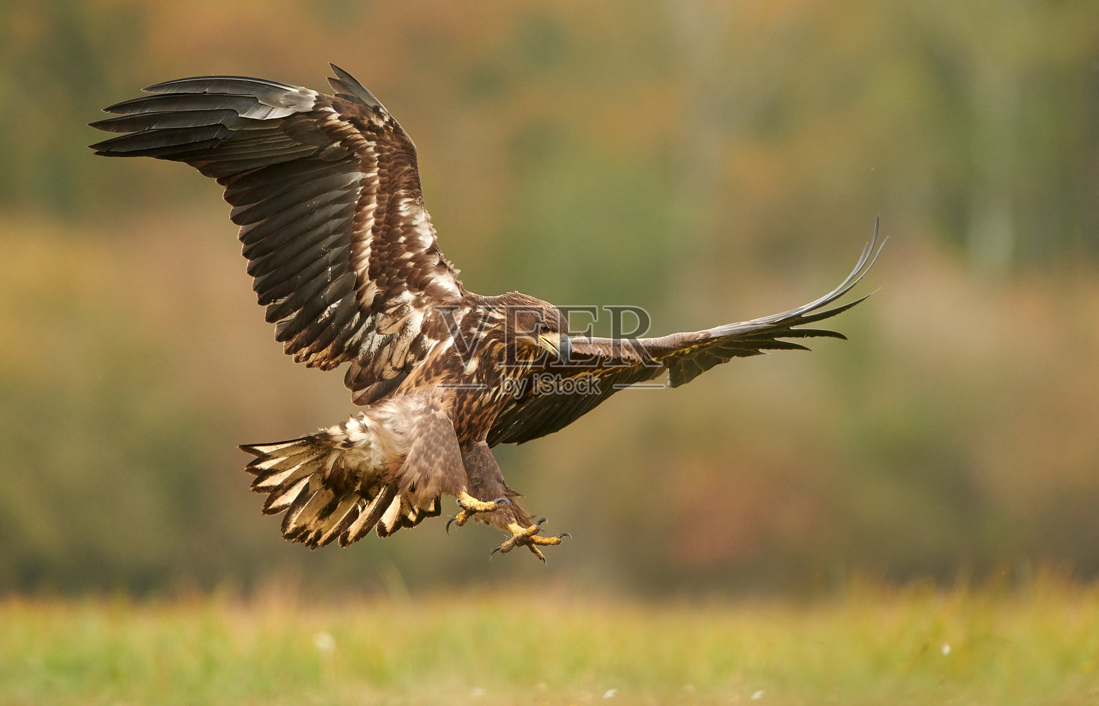 白尾海雕（Haliaeetus albicilla）在秋季风景中照片摄影图片