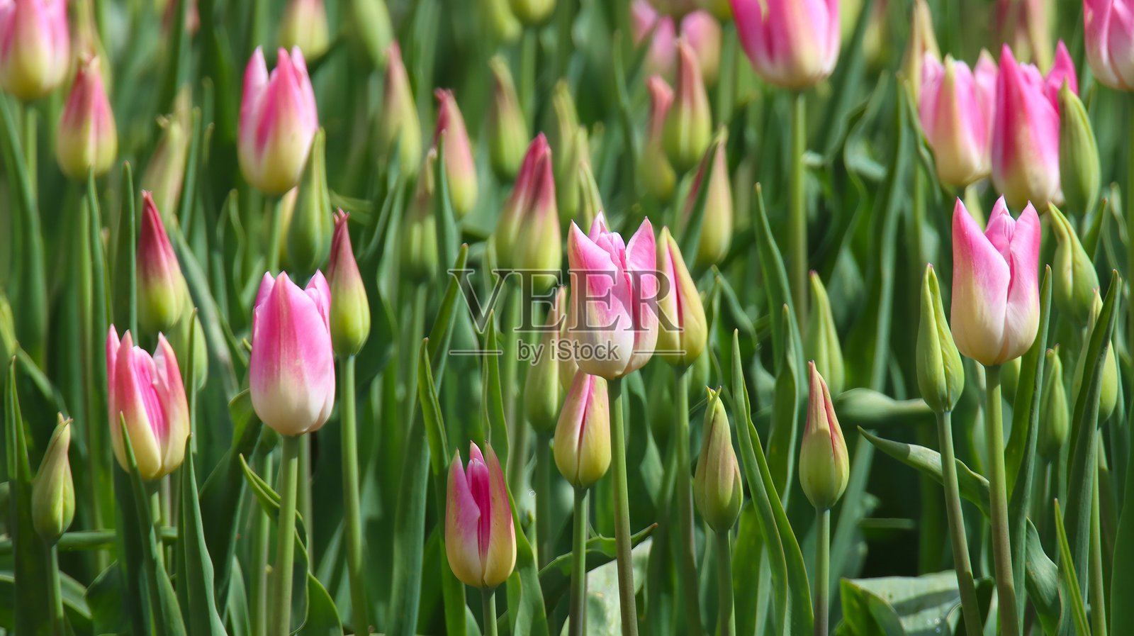 美丽的郁金香花田在加拿大不列颠哥伦比亚省阿加西兹的哈里森郁金香节盛开。照片摄影图片