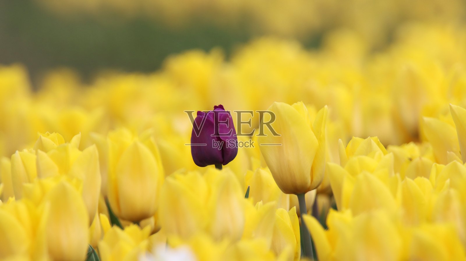 美丽的郁金香花田在加拿大不列颠哥伦比亚省阿加西兹的哈里森郁金香节盛开。照片摄影图片