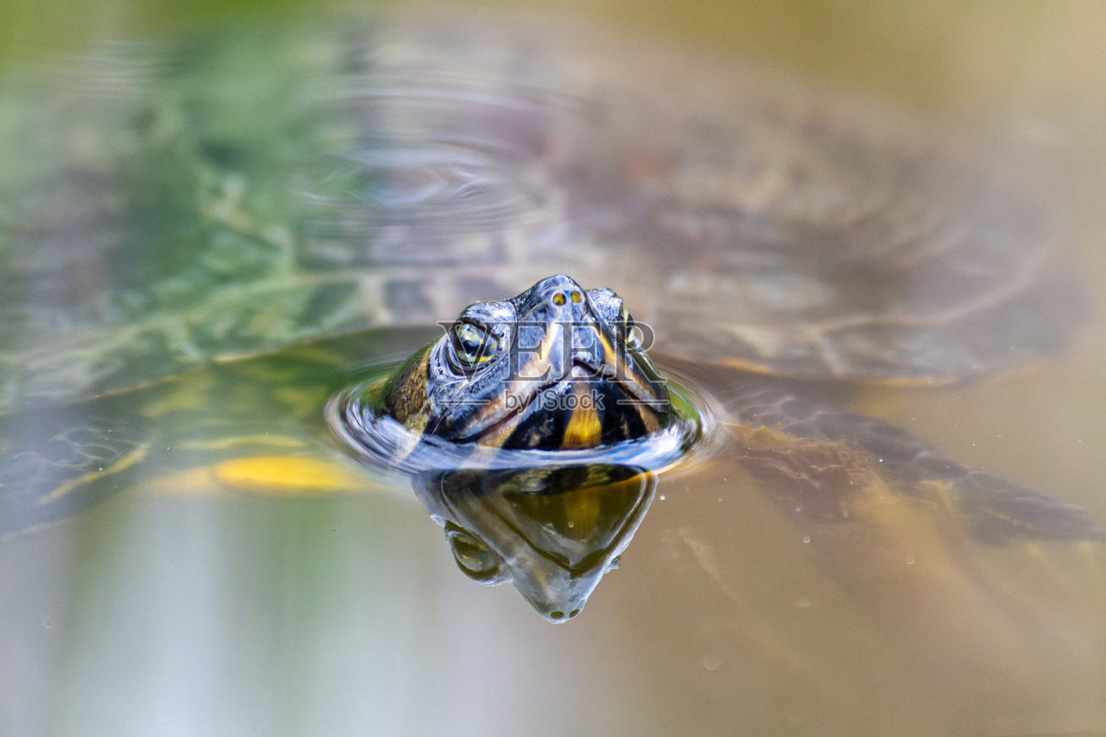 佛罗里达水中的乌龟，外来入侵物种照片摄影图片