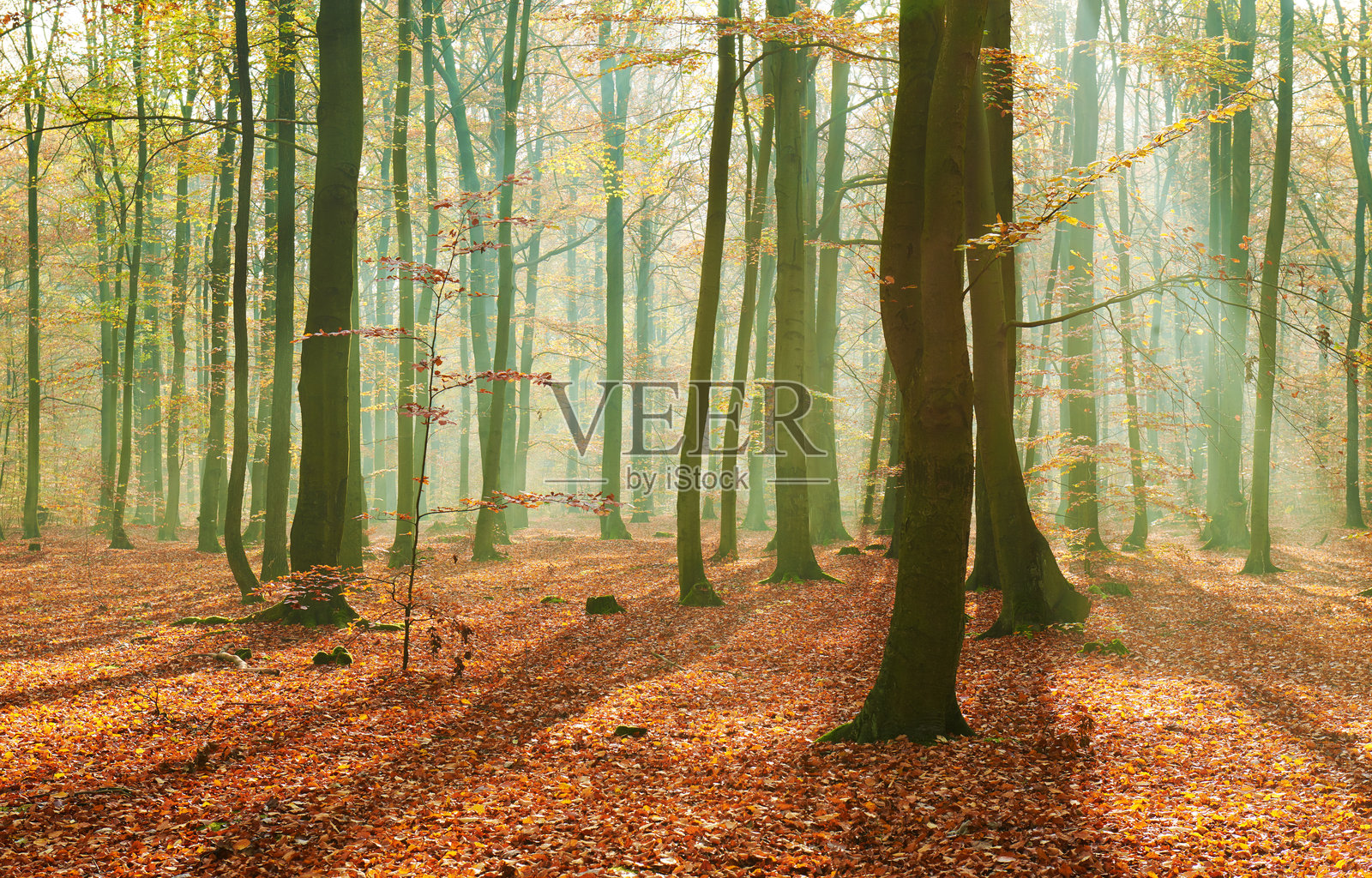 古老森林中的秋晨照片摄影图片